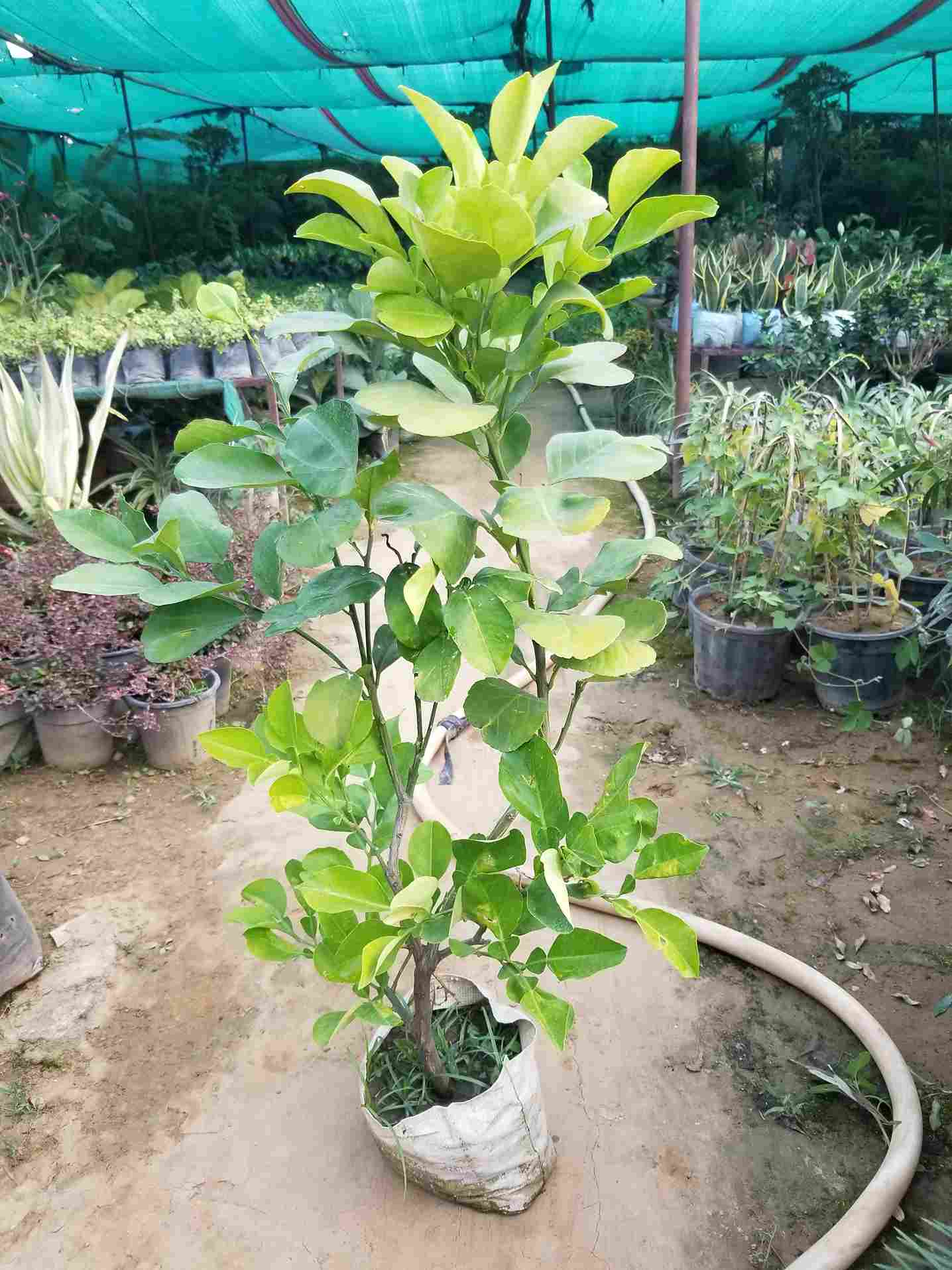 Lemon Plant