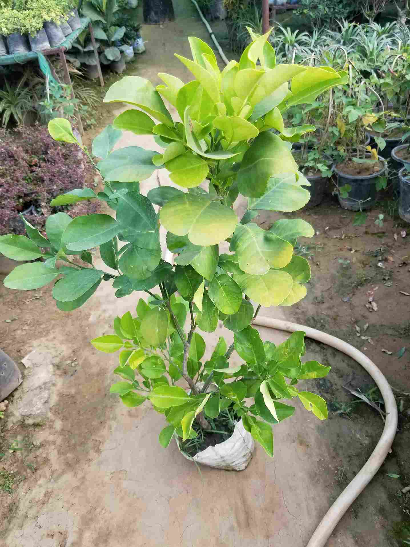 Lemon Plant