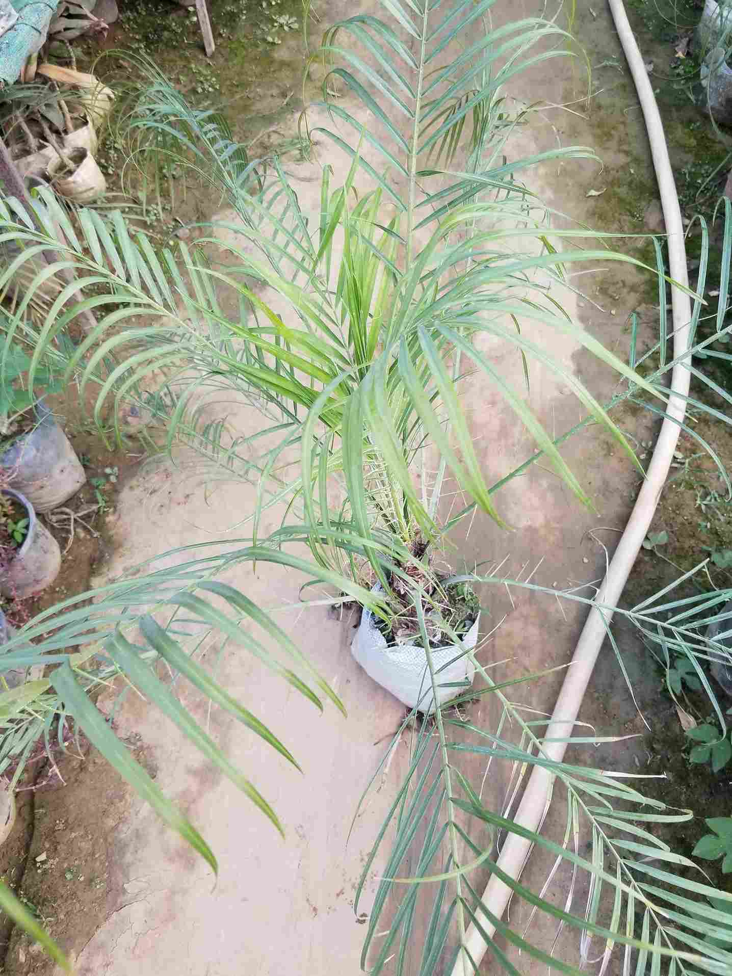 Phoenix Palm