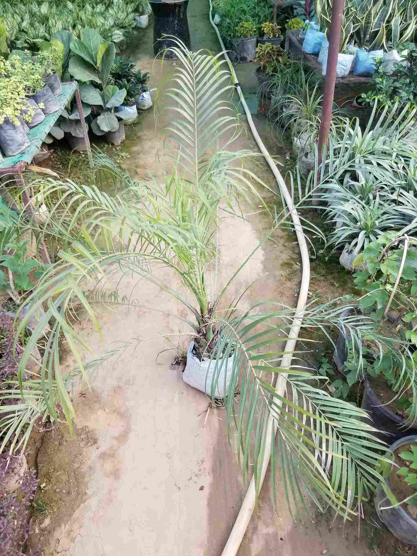 Phoenix Palm
