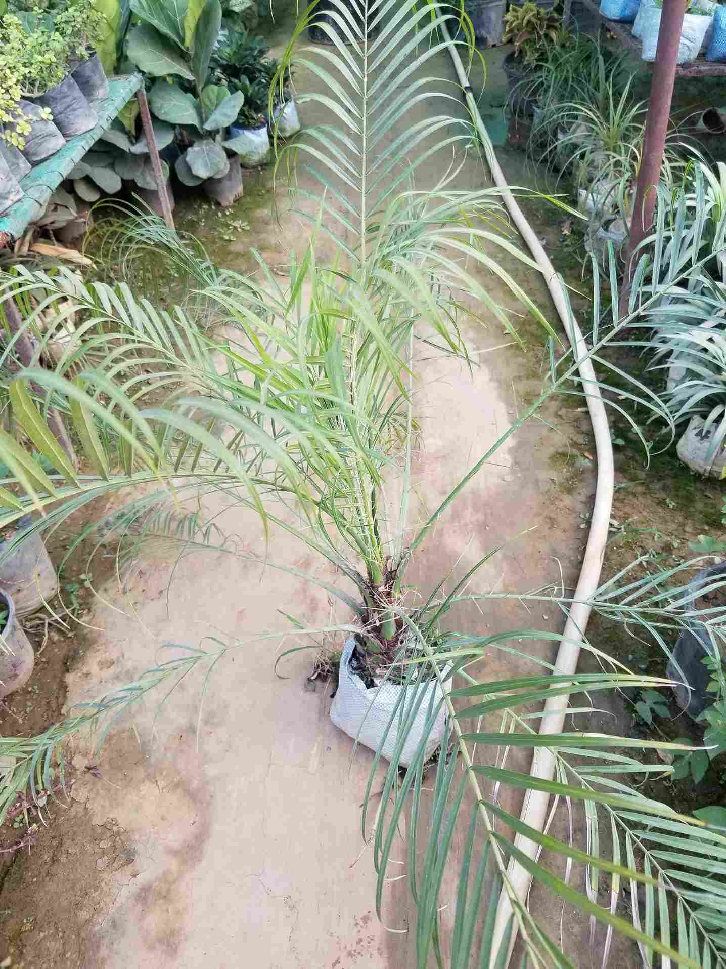 Phoenix Palm