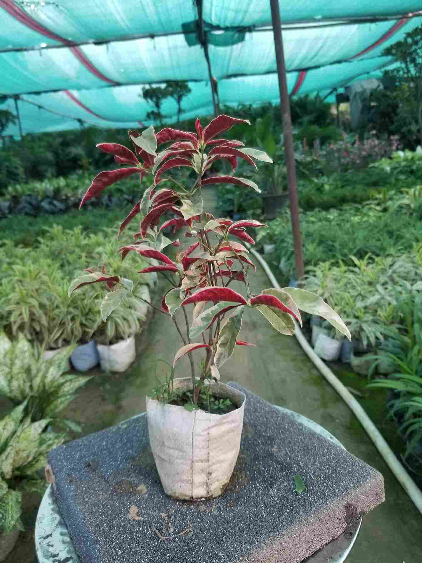 Laila Majnu Plant