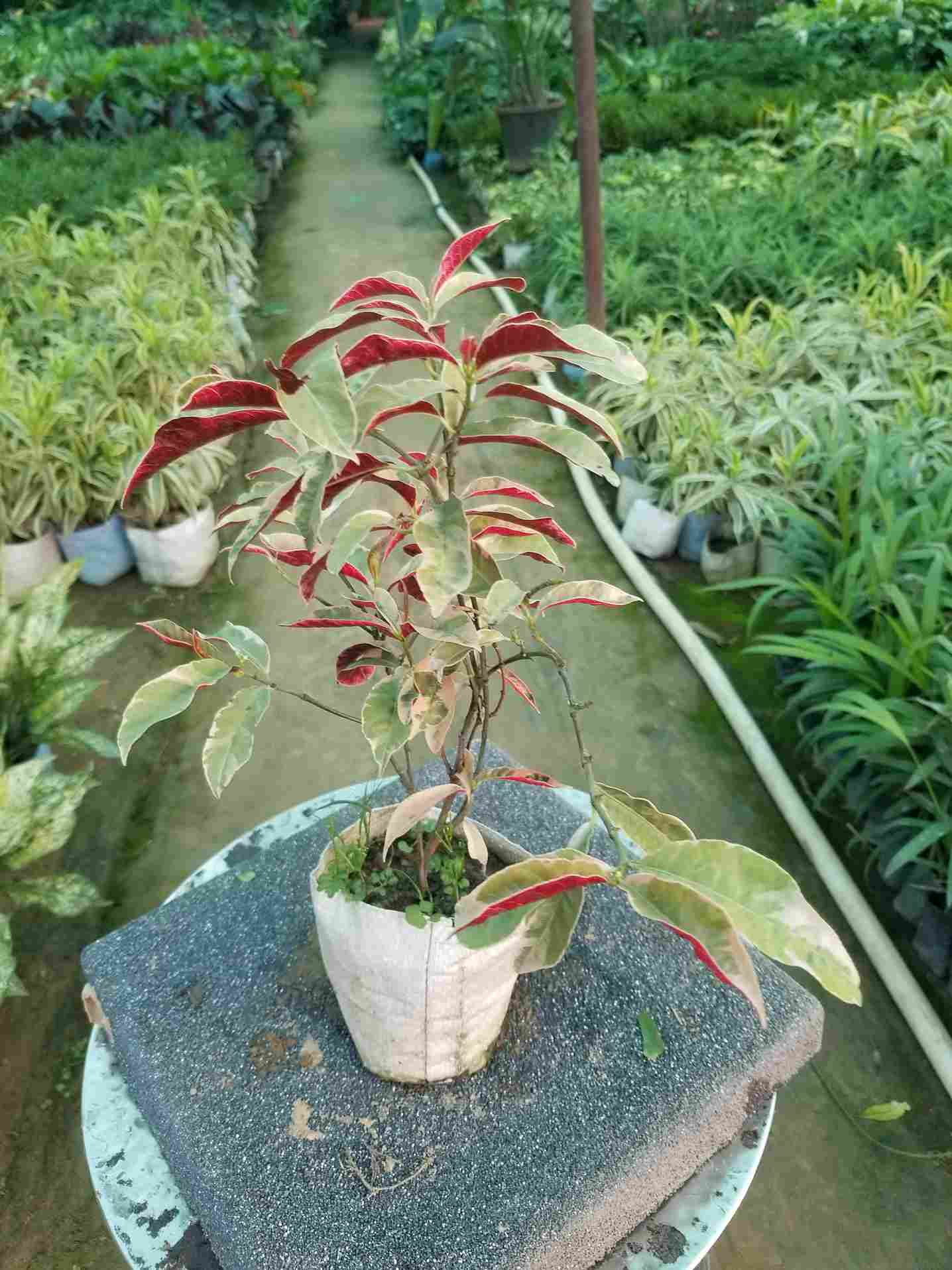 Laila Majnu Plant