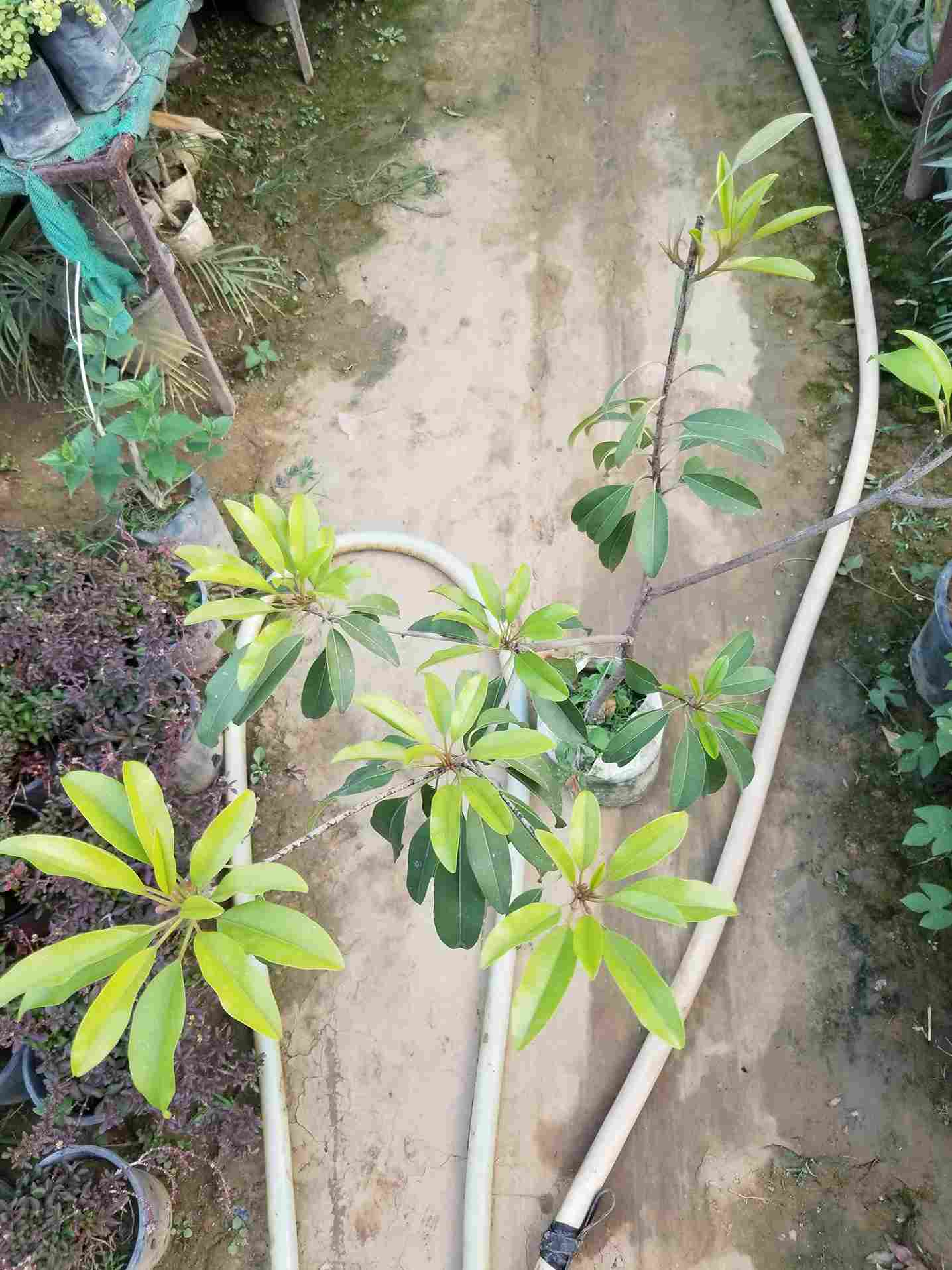 Sapodilla / Chiku 
