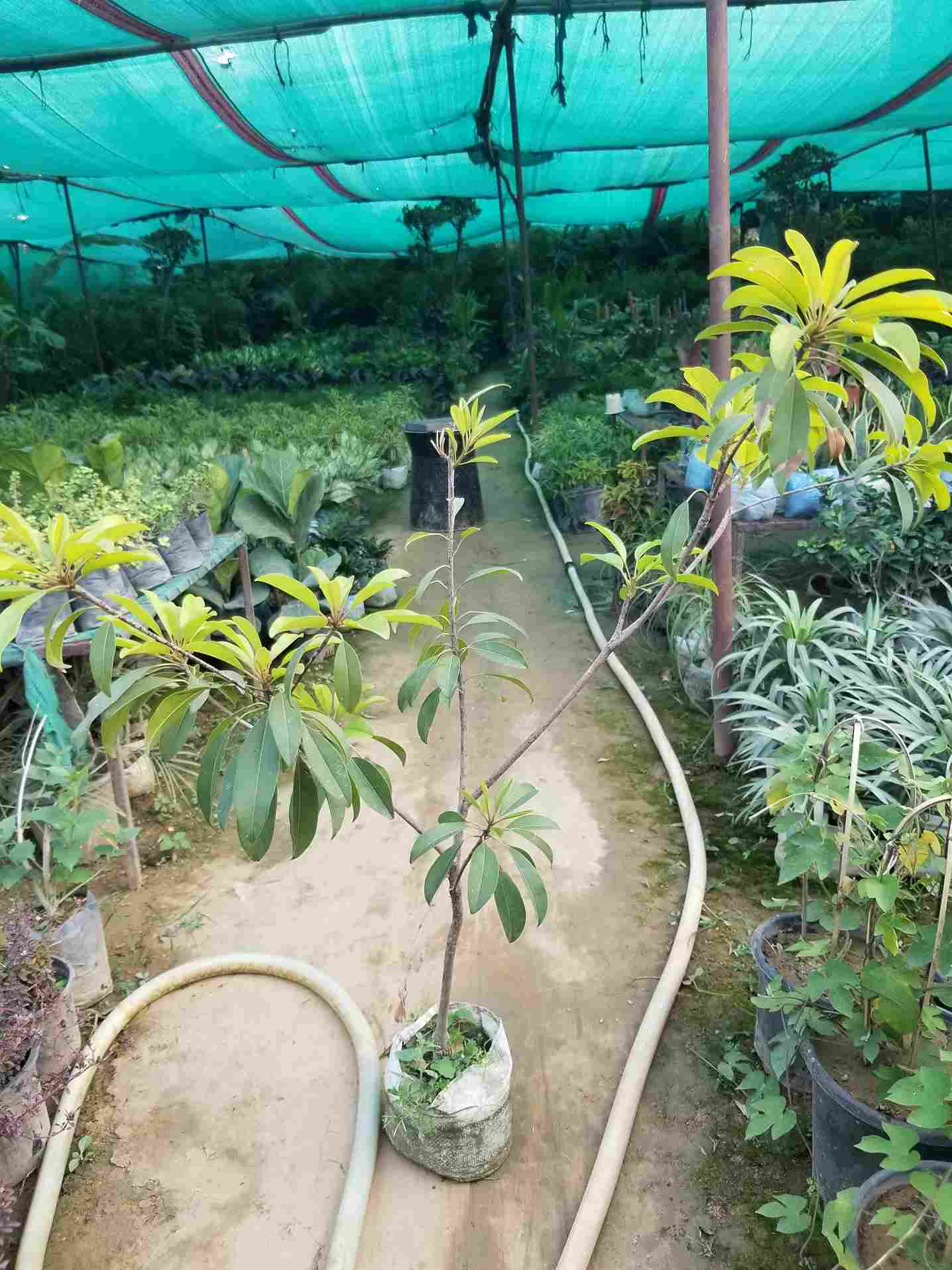 Sapodilla / Chiku 