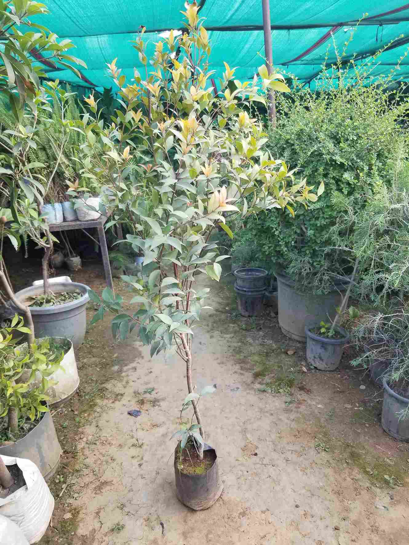 Syzygium Plant