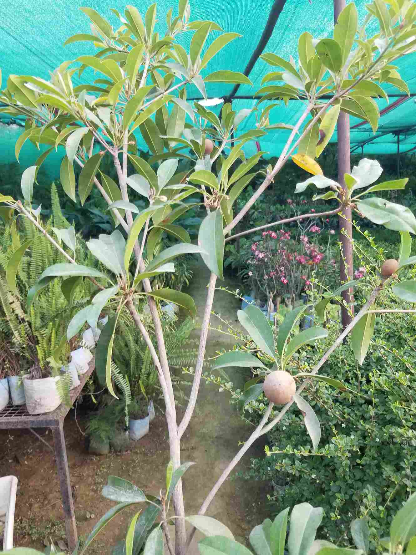 Sapodilla / Chiku