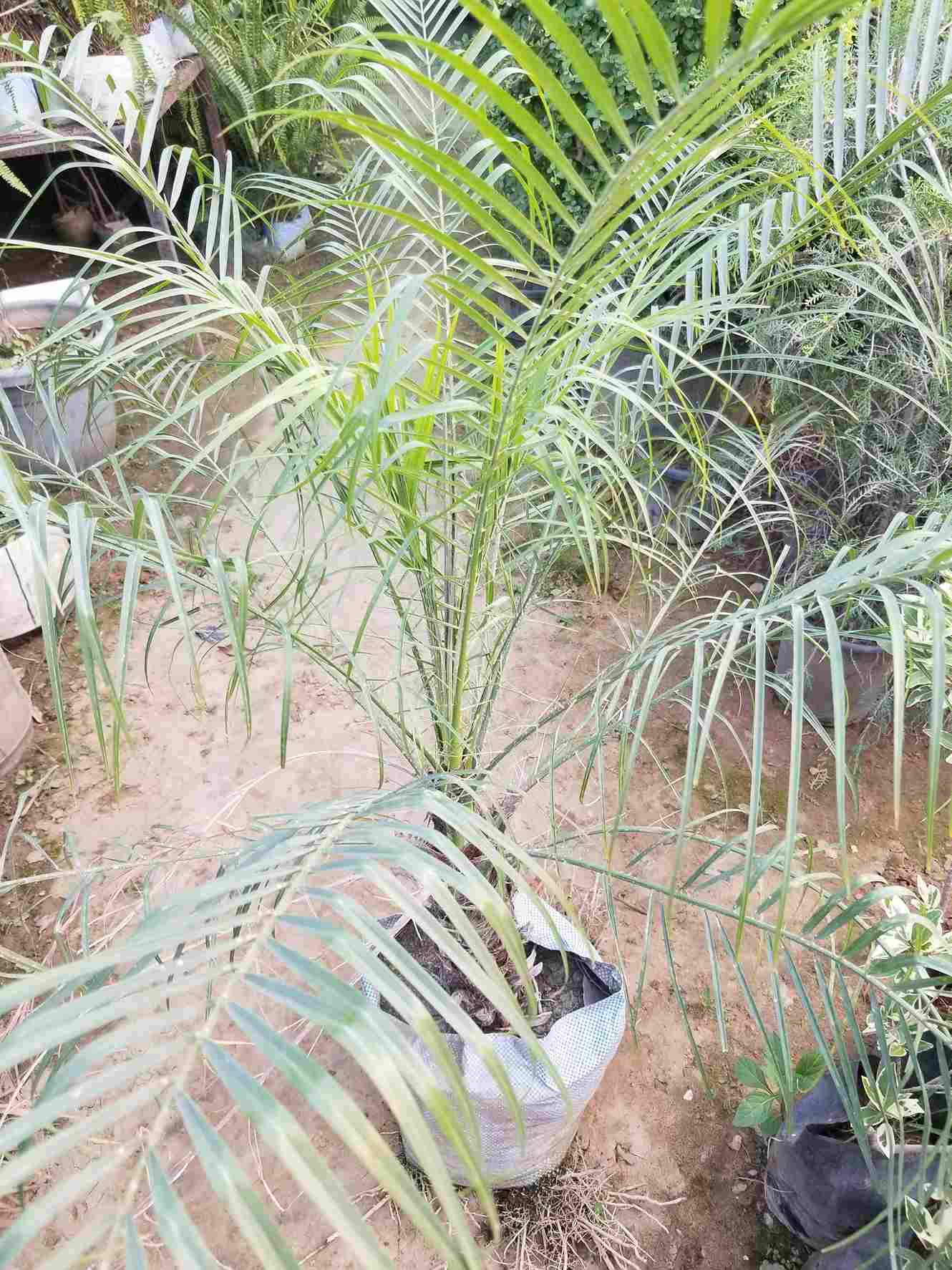 Phoenix Palm