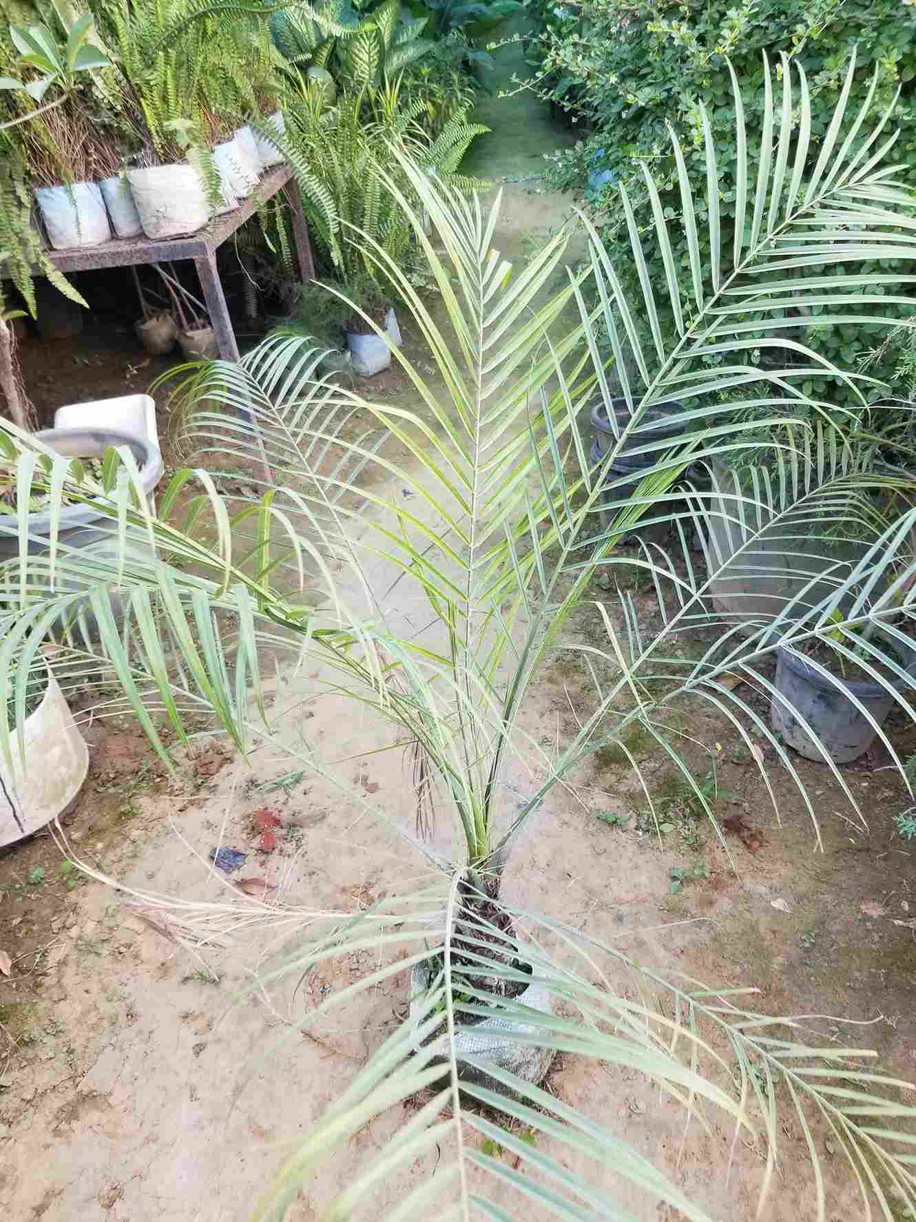 Phoenix Palm