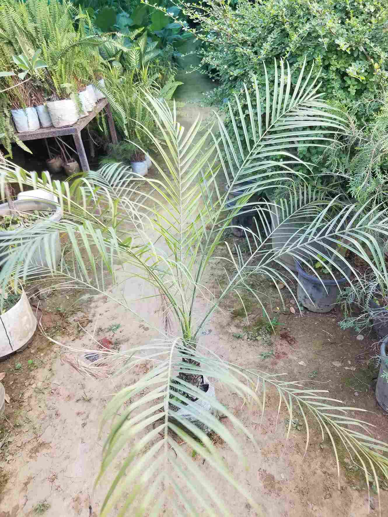 Phoenix Palm