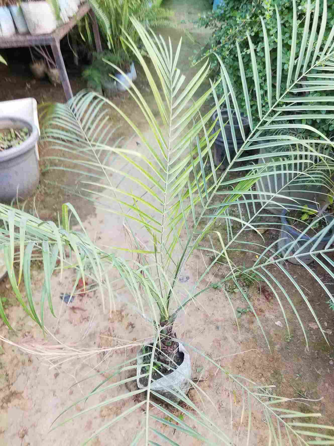 Phoenix Palm