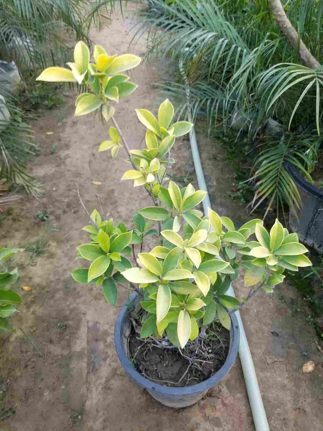 Ficus Panda