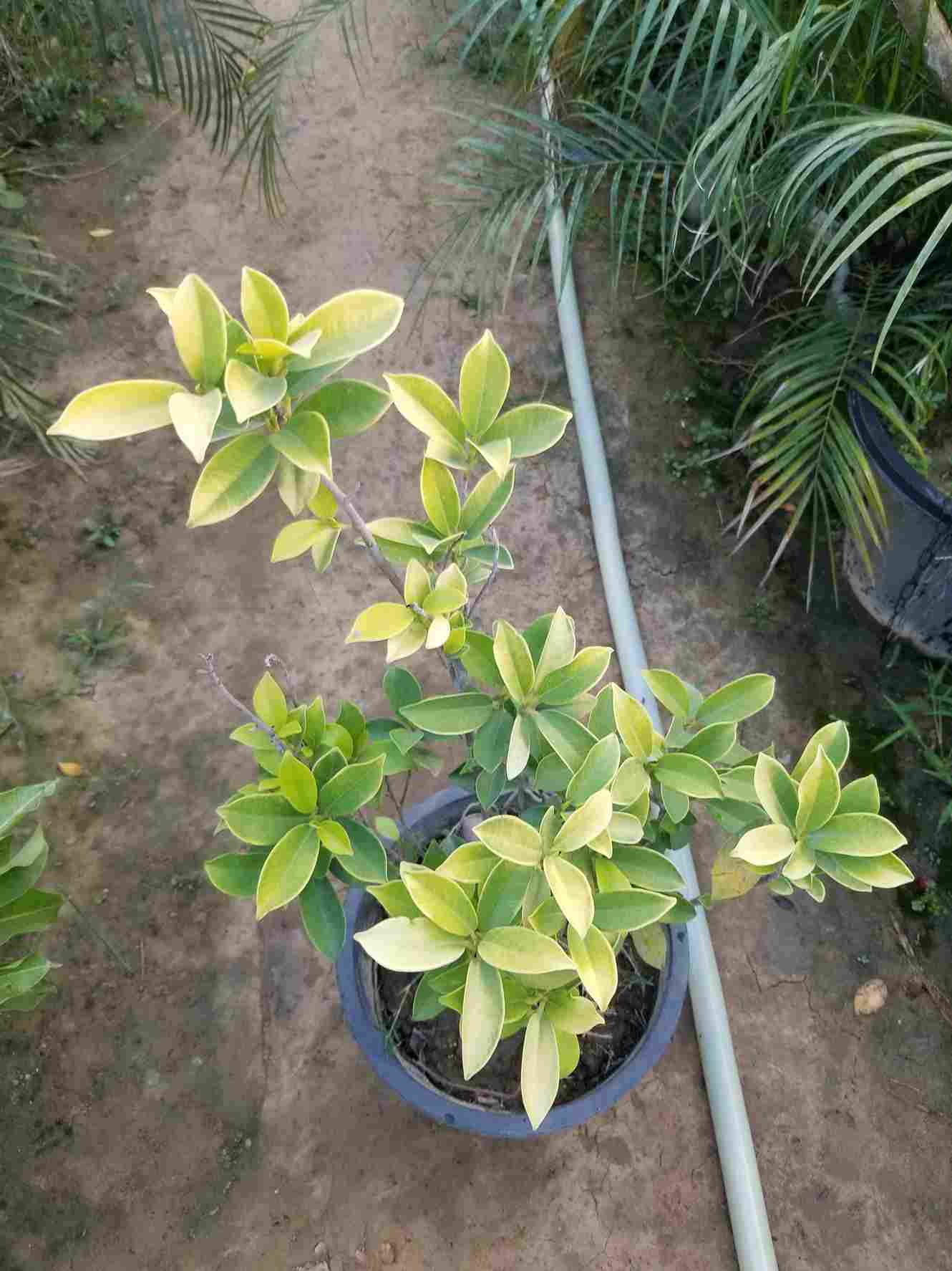 Ficus Panda