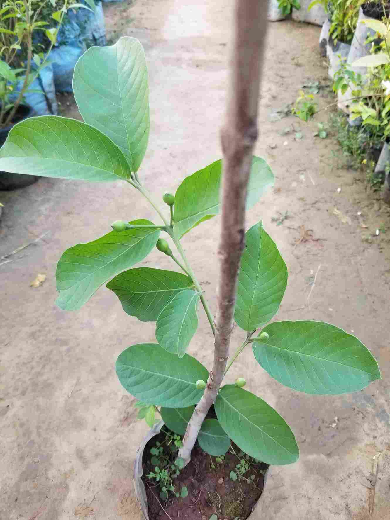 Guava / Amrood