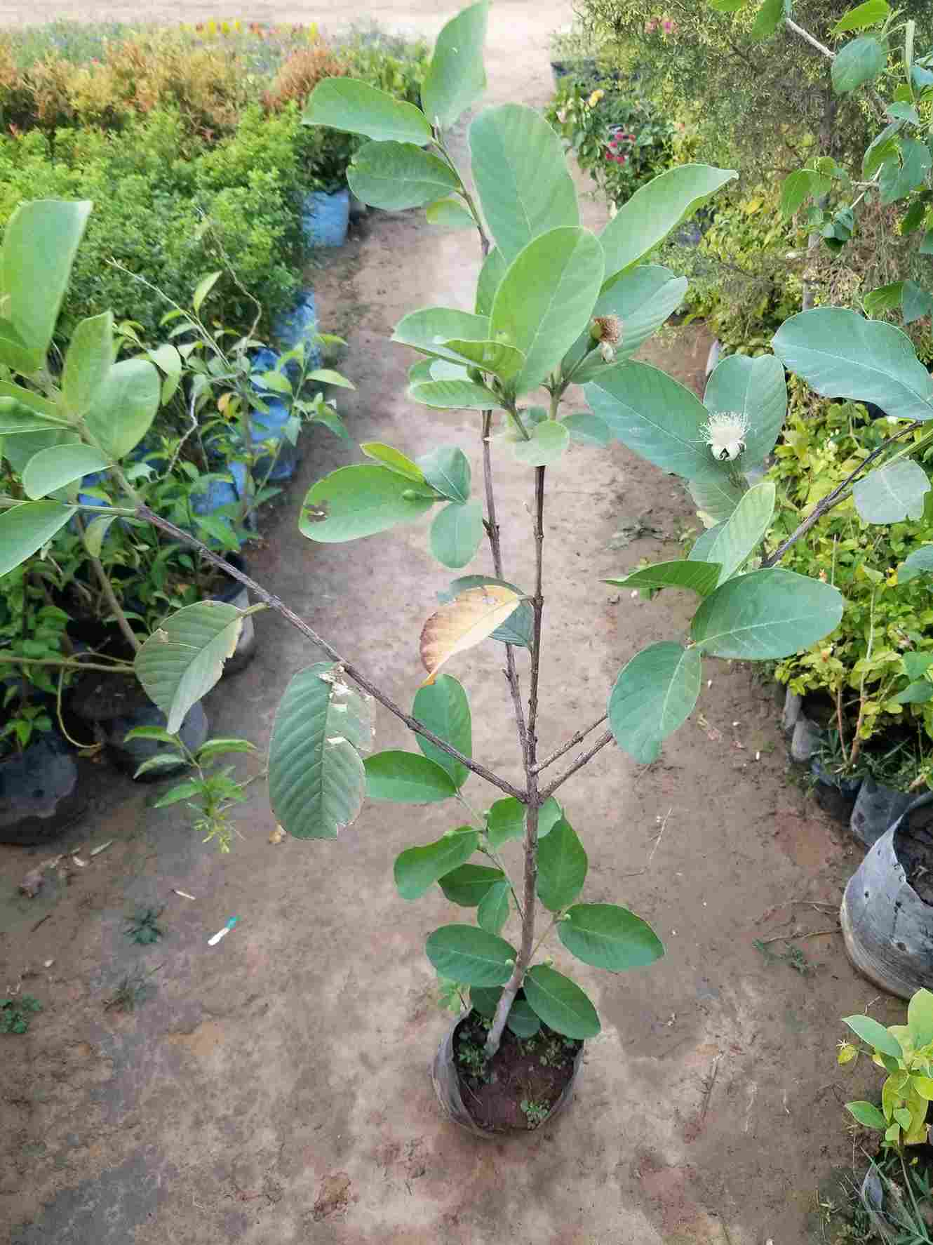 Guava / Amrood
