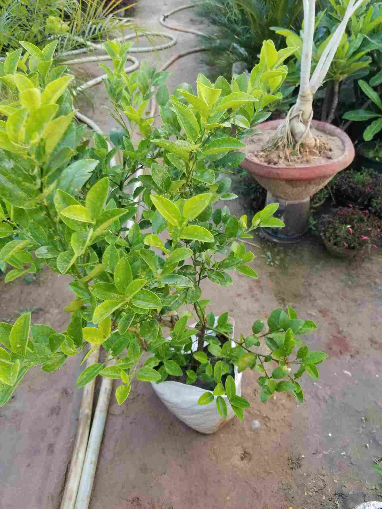 Lemon Plant