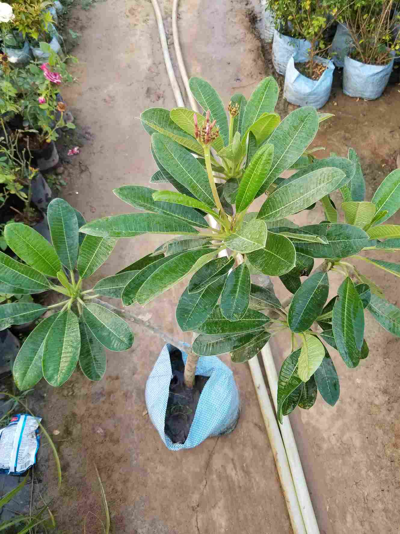 Plumeria Alba / Champa