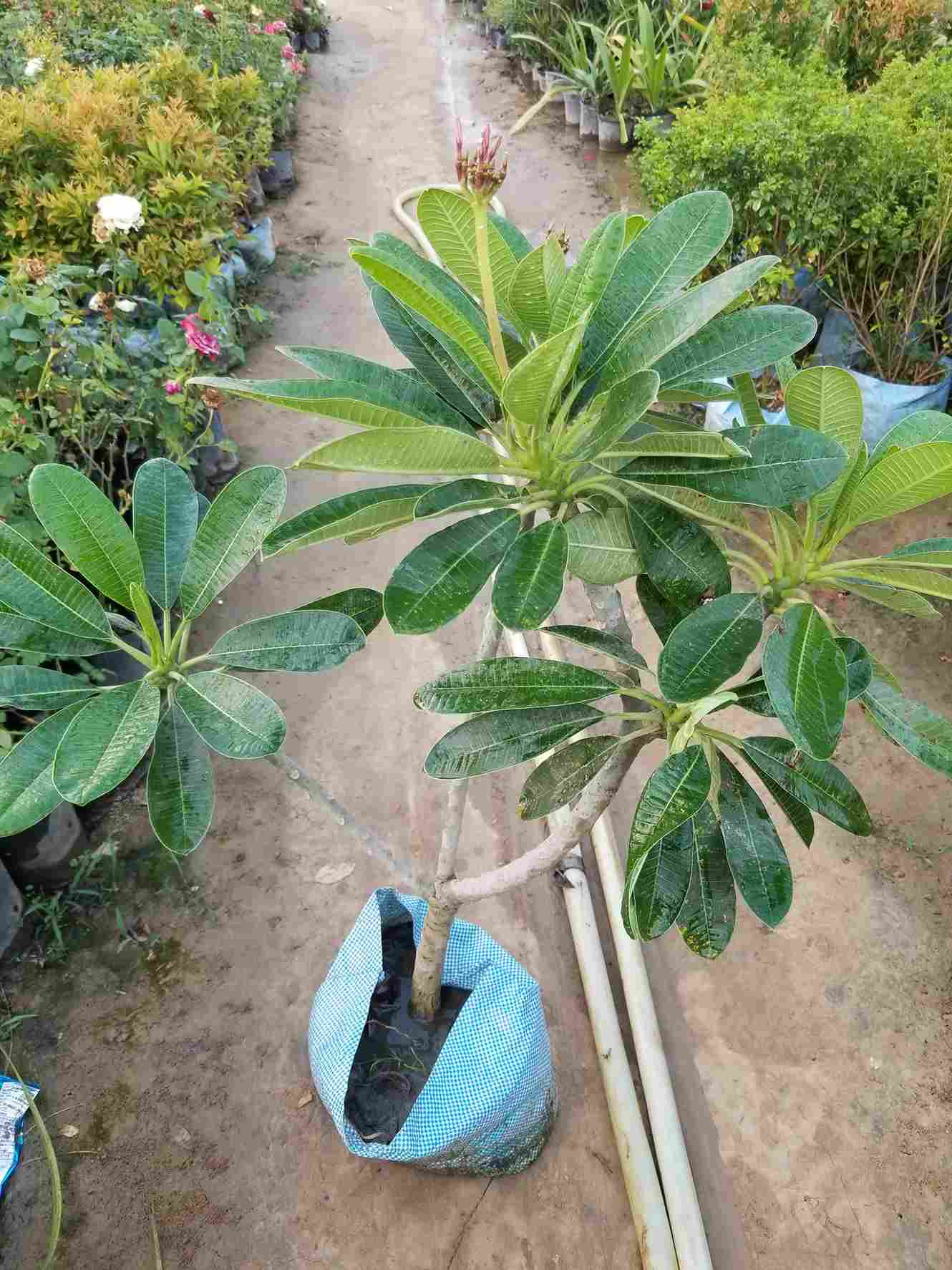 Plumeria Alba / Champa
