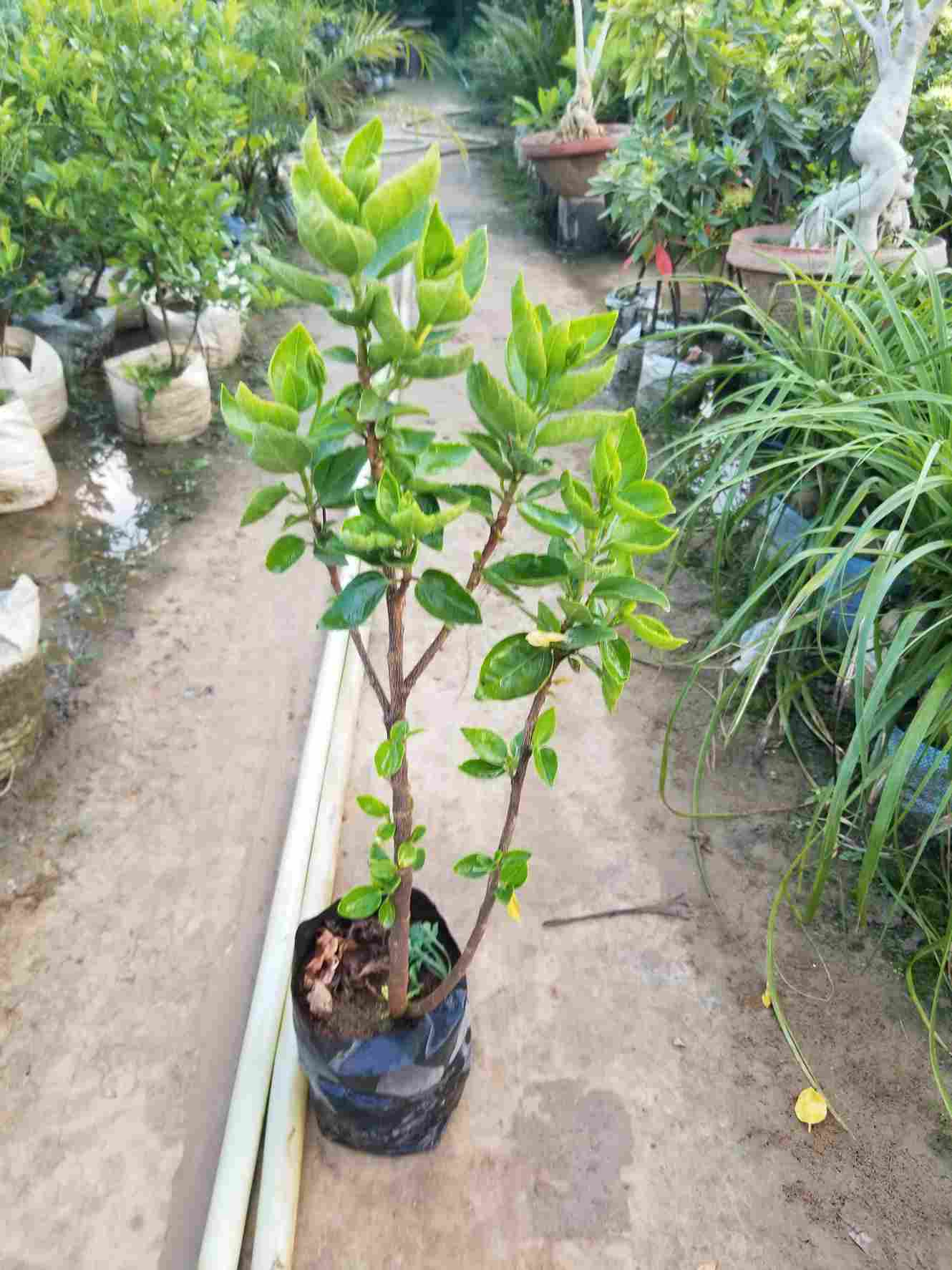 Hibiscus Plants