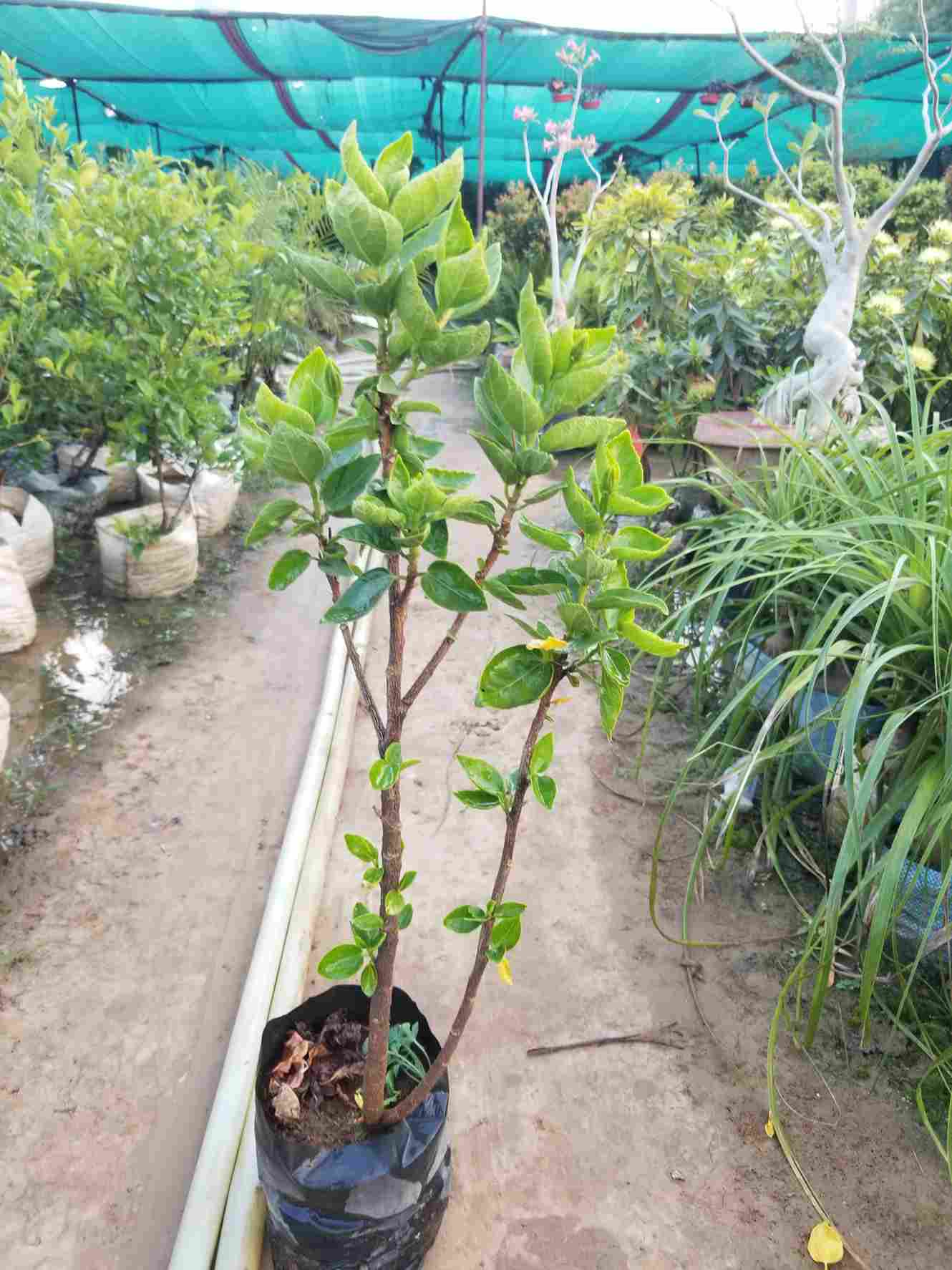 Hibiscus Plants