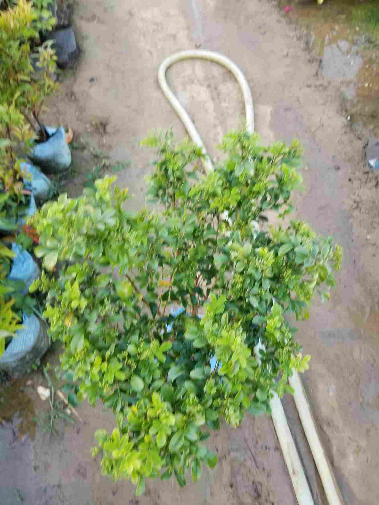 Madhu Kamini / Murraya