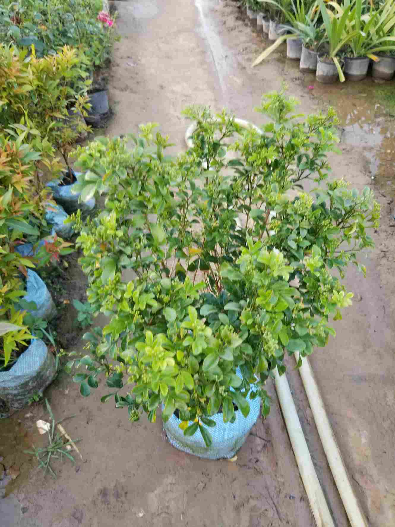 Madhu Kamini / Murraya