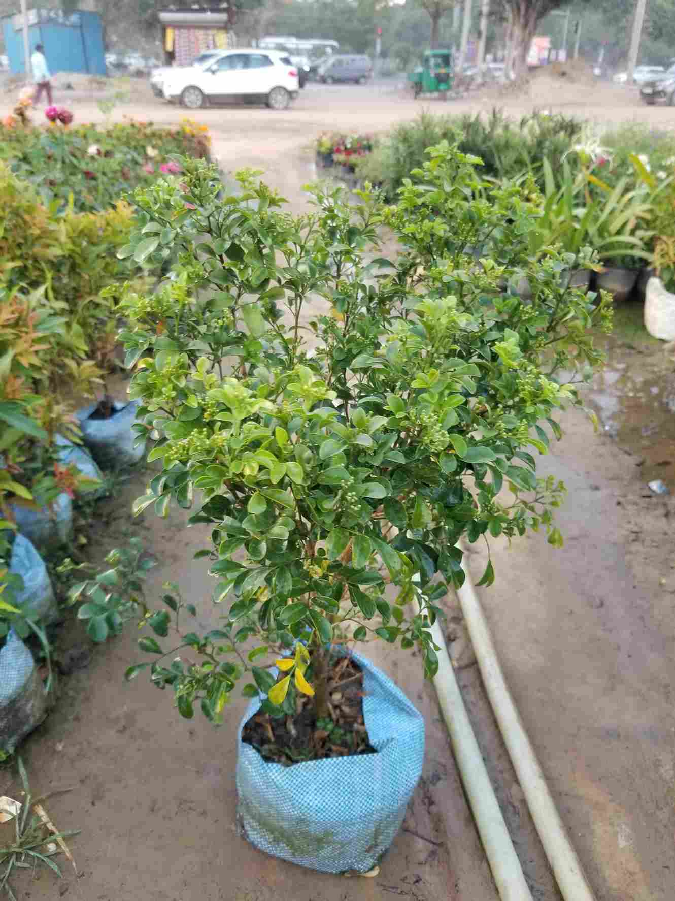 Madhu Kamini / Murraya
