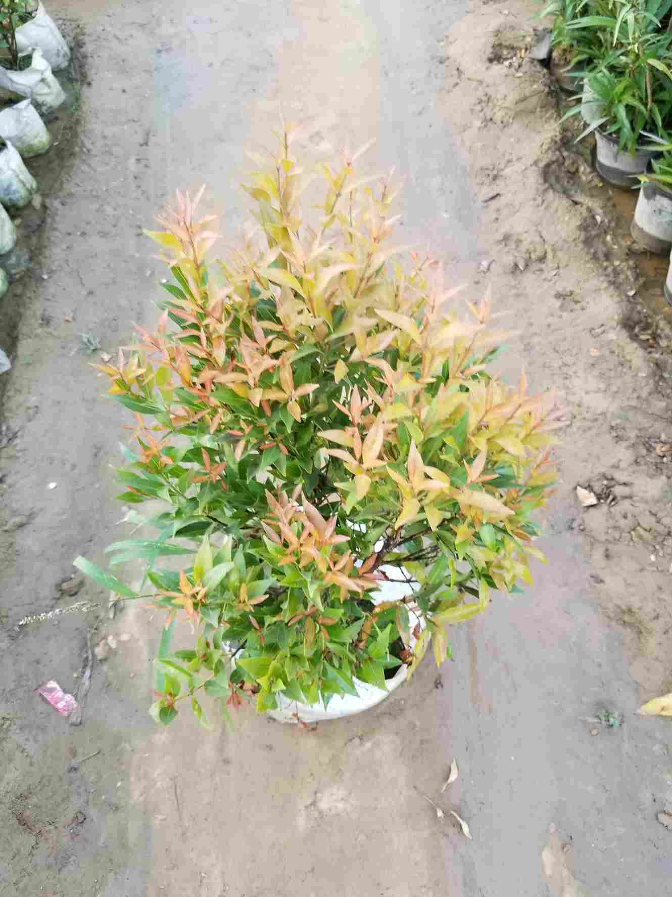Syzygium Plant