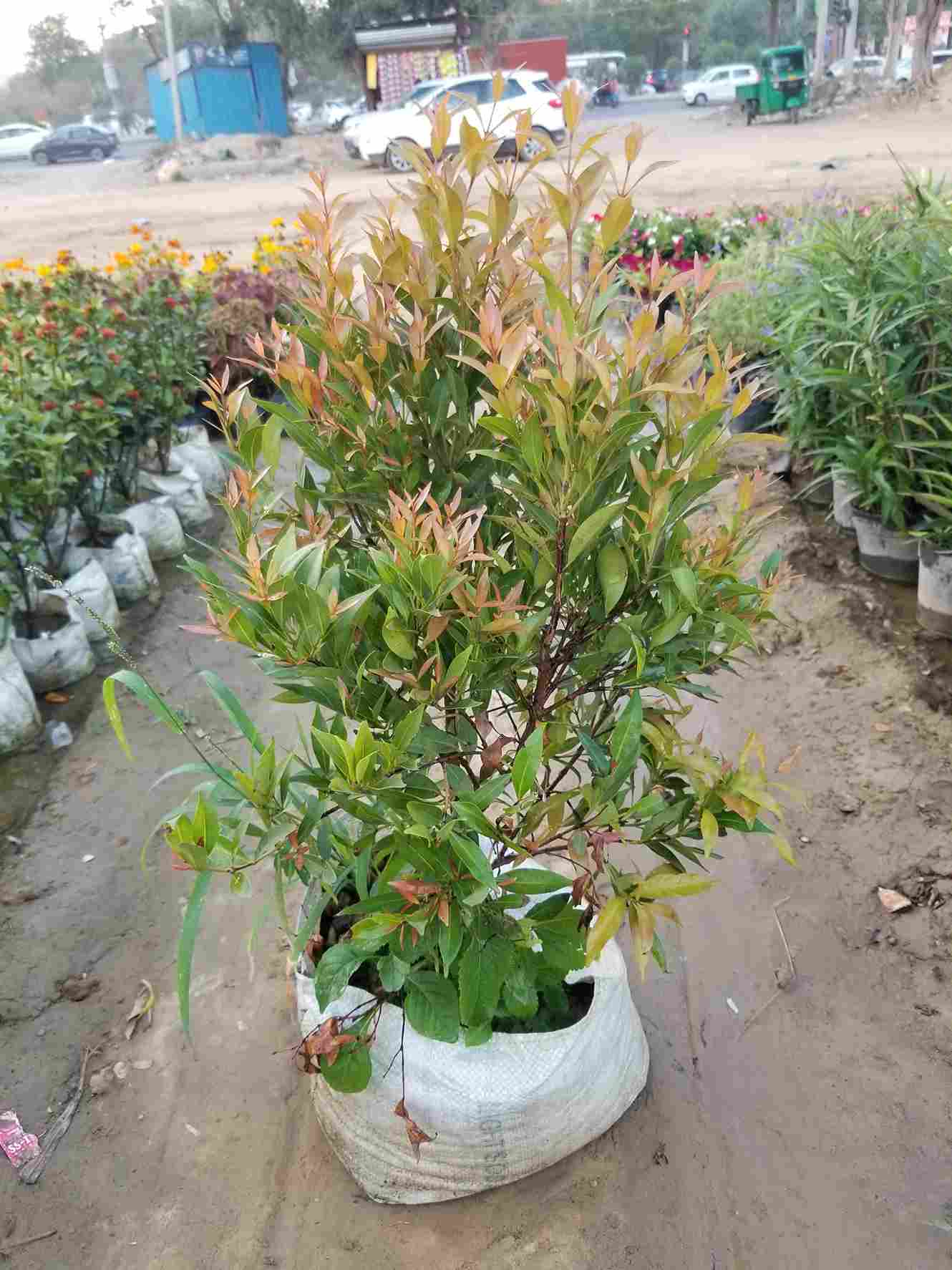 Syzygium Plant
