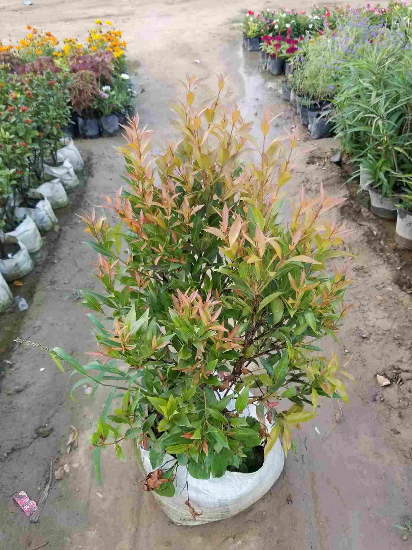 Syzygium Plant
