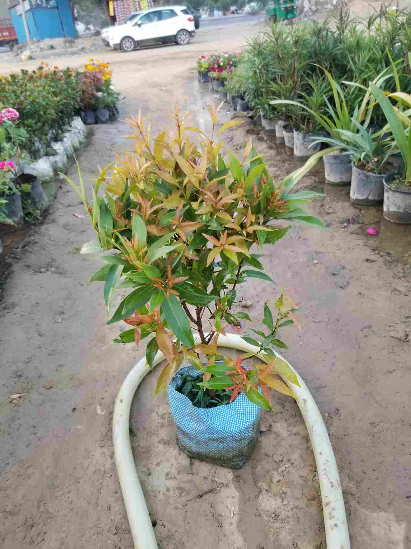 Syzygium Plant