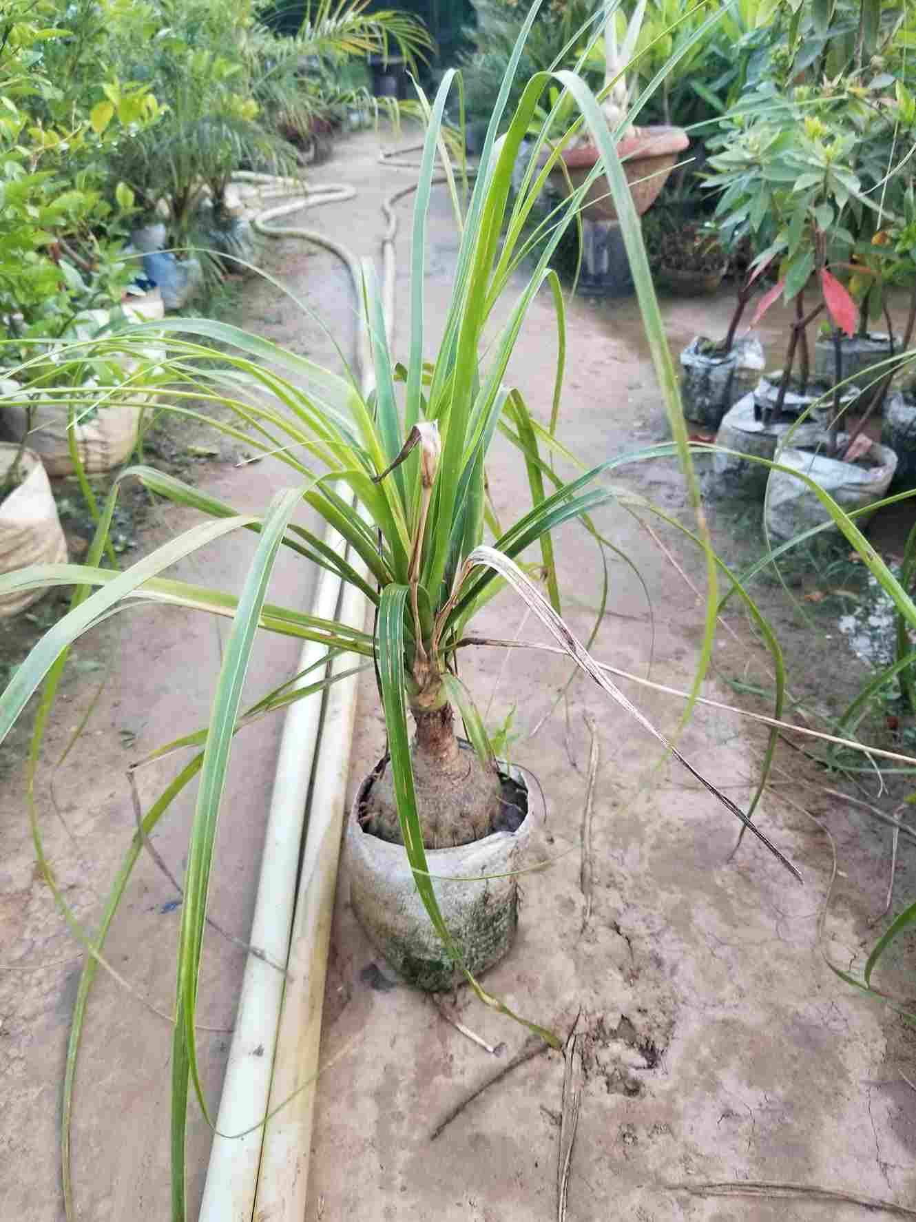 Ponytail Palm