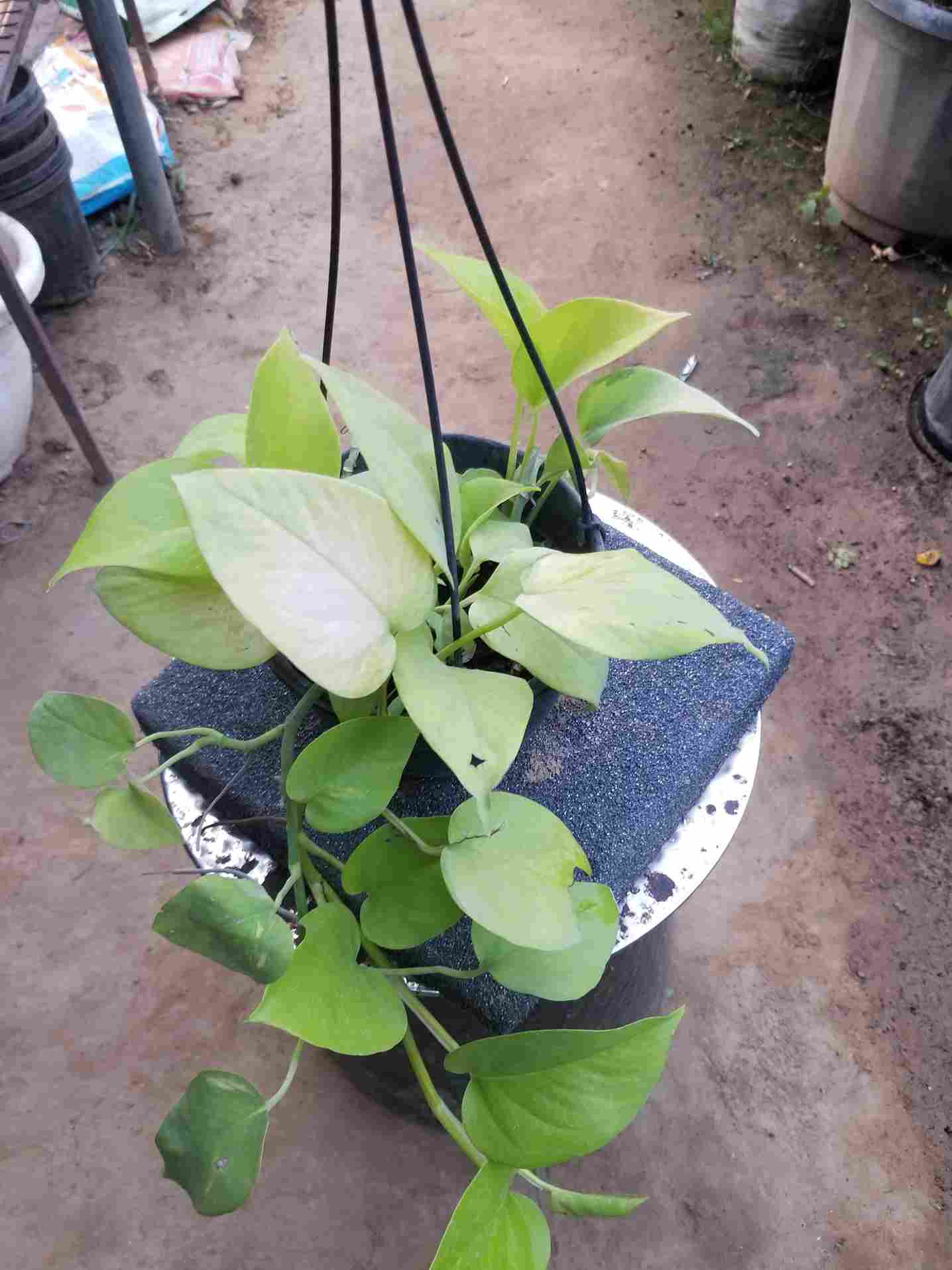 Money Plants