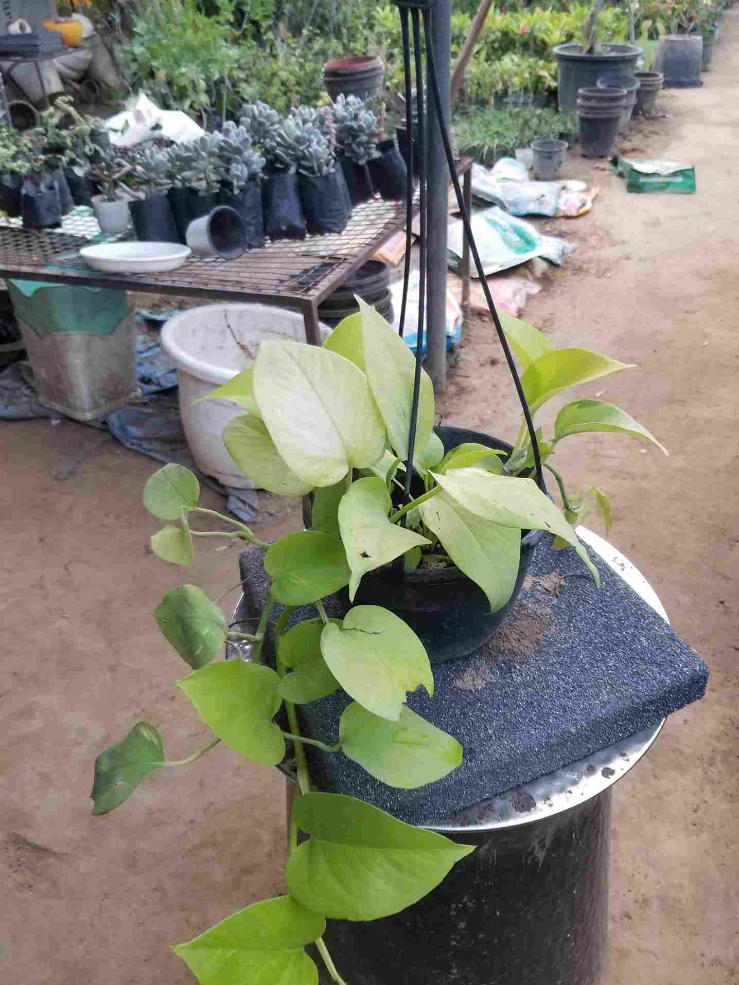 Money Plants