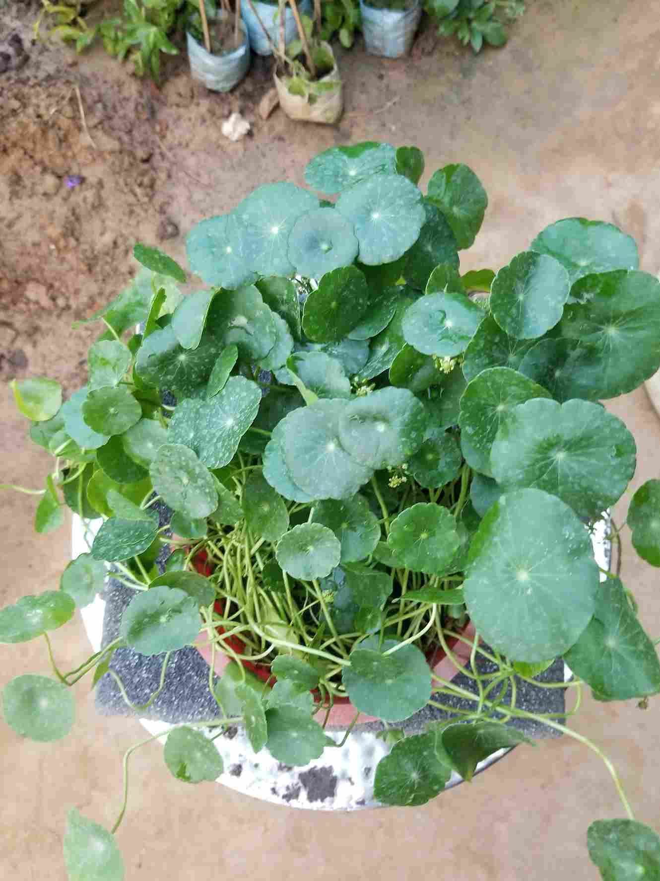 Water Pennywort