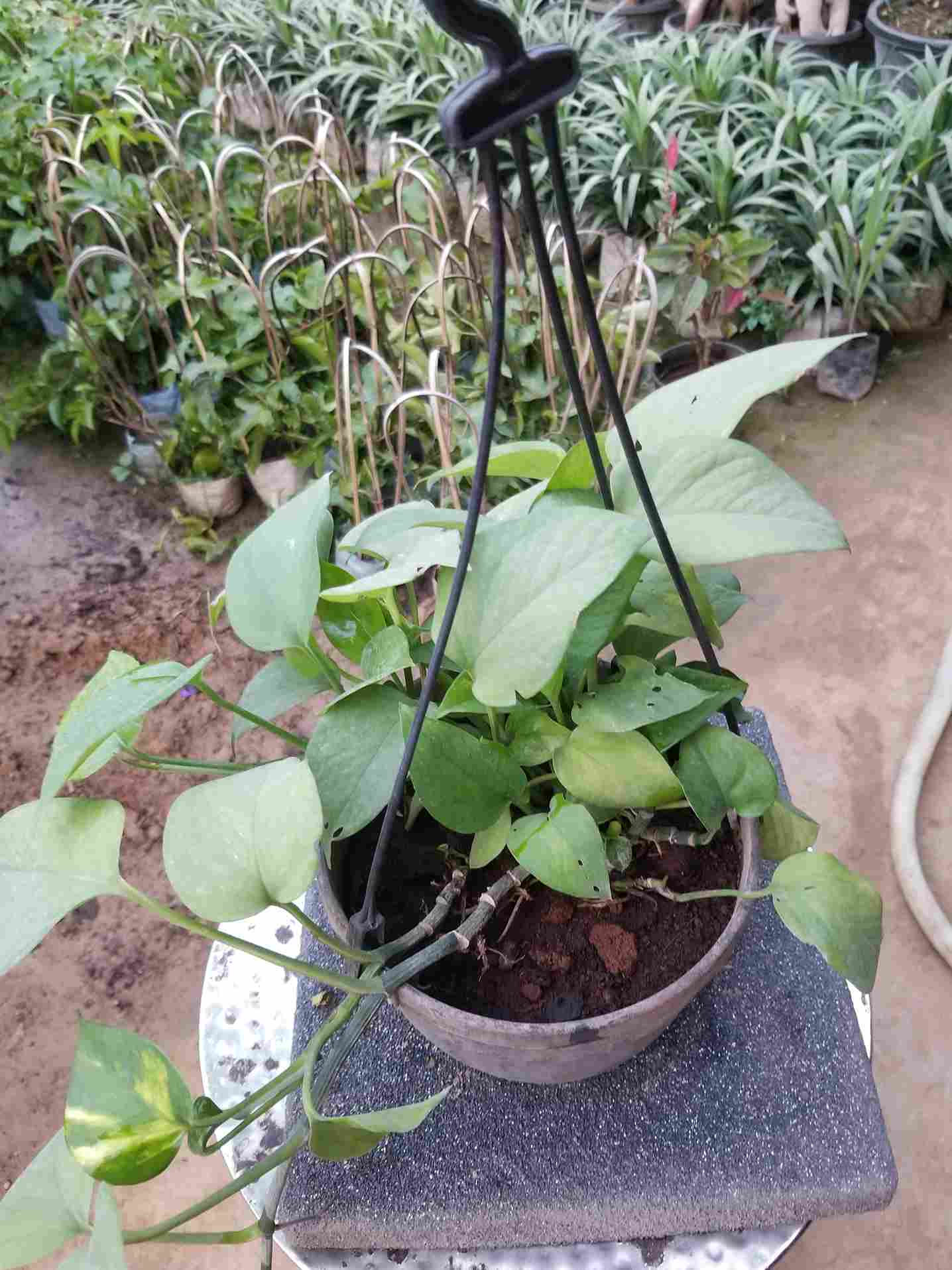 Money Plants