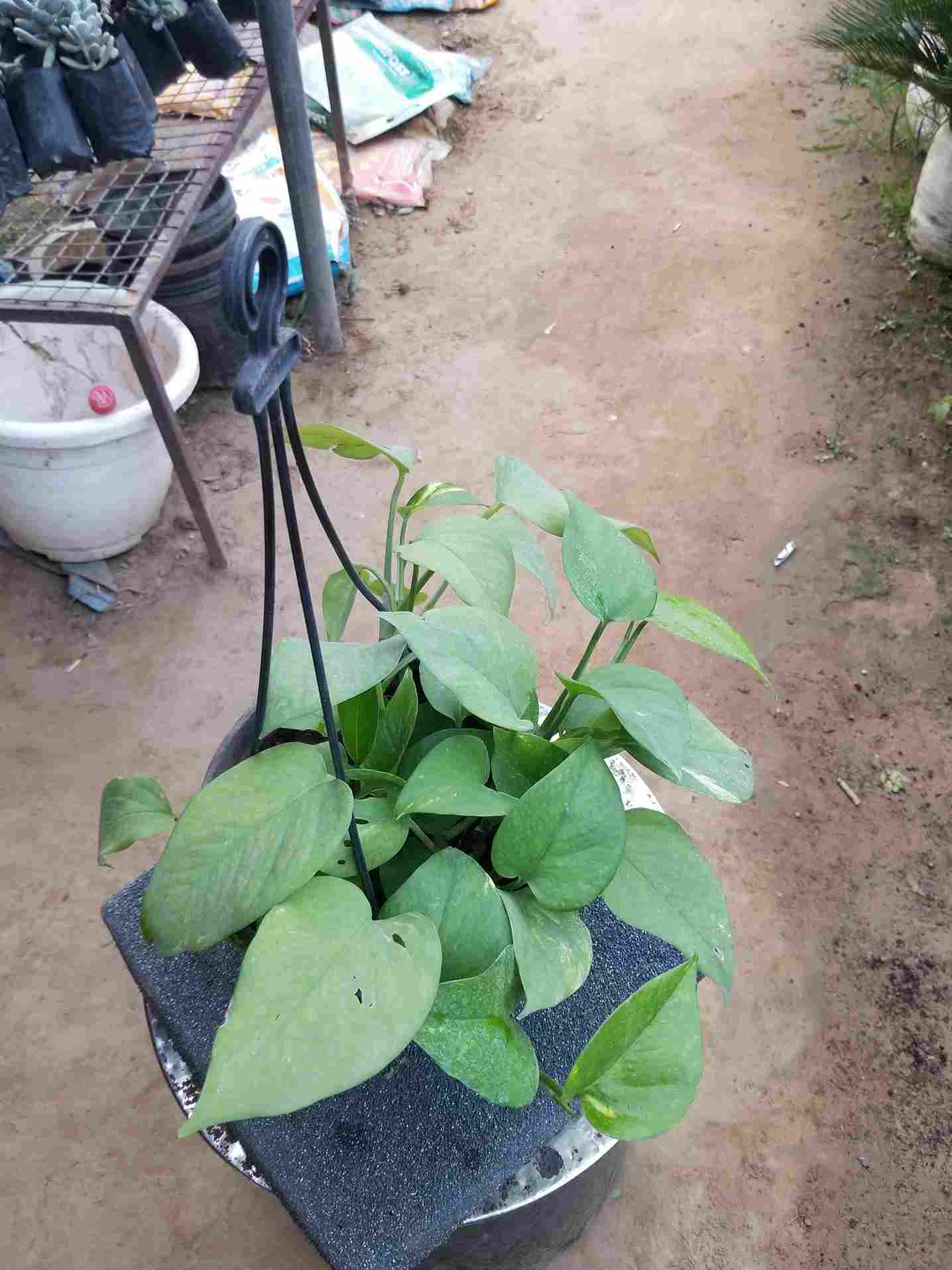 Money Plants