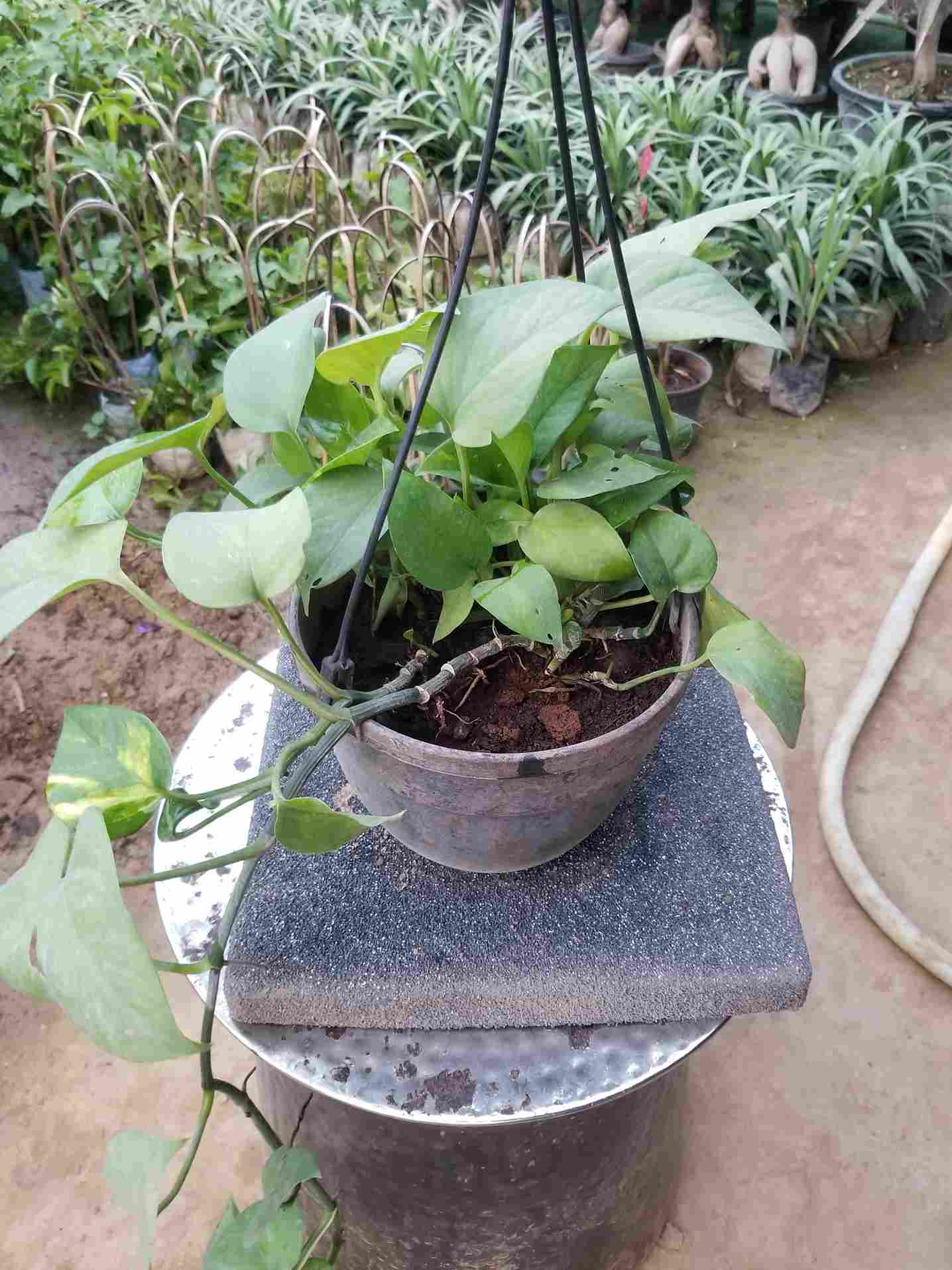 Money Plants