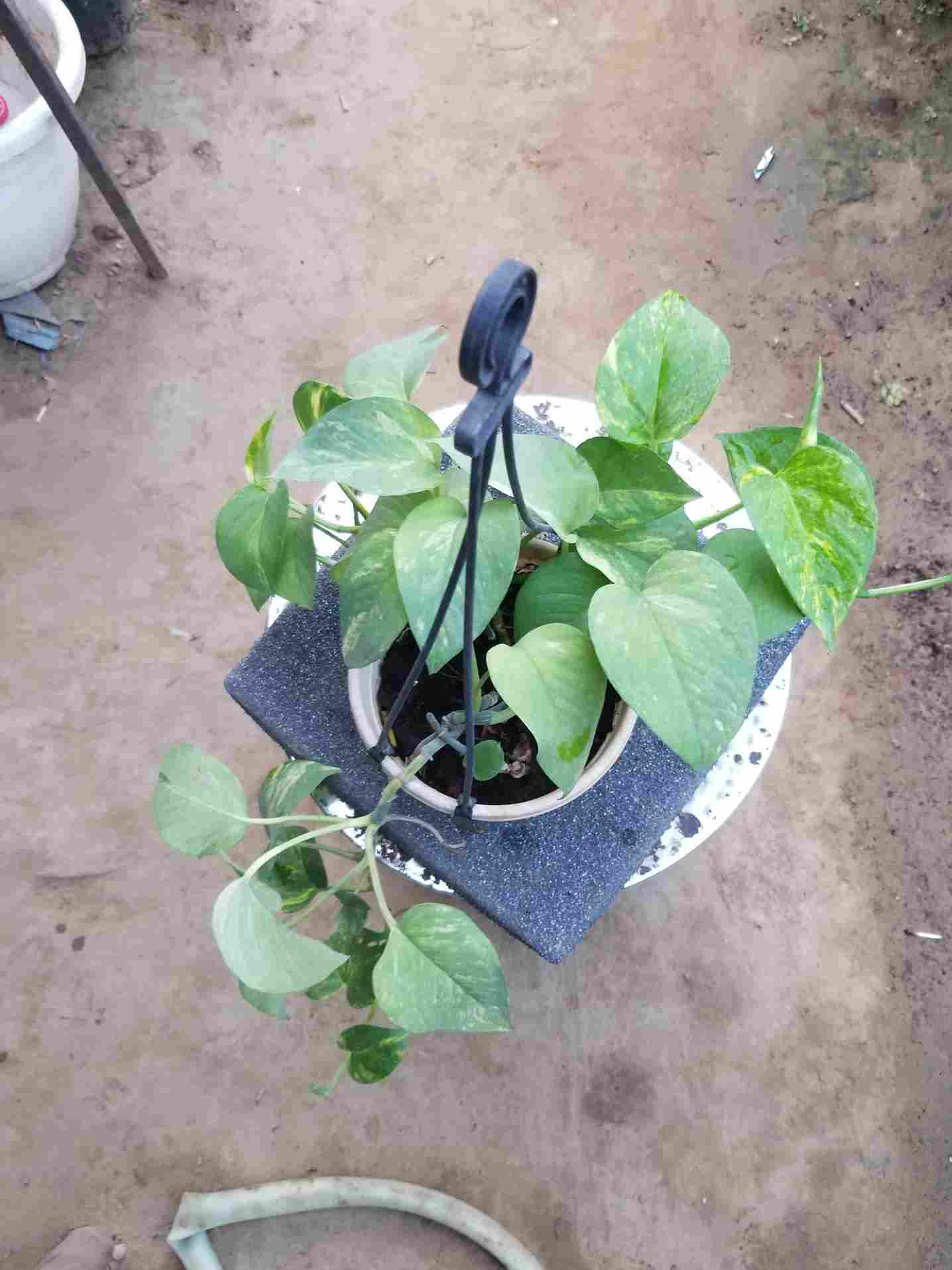 Money Plants