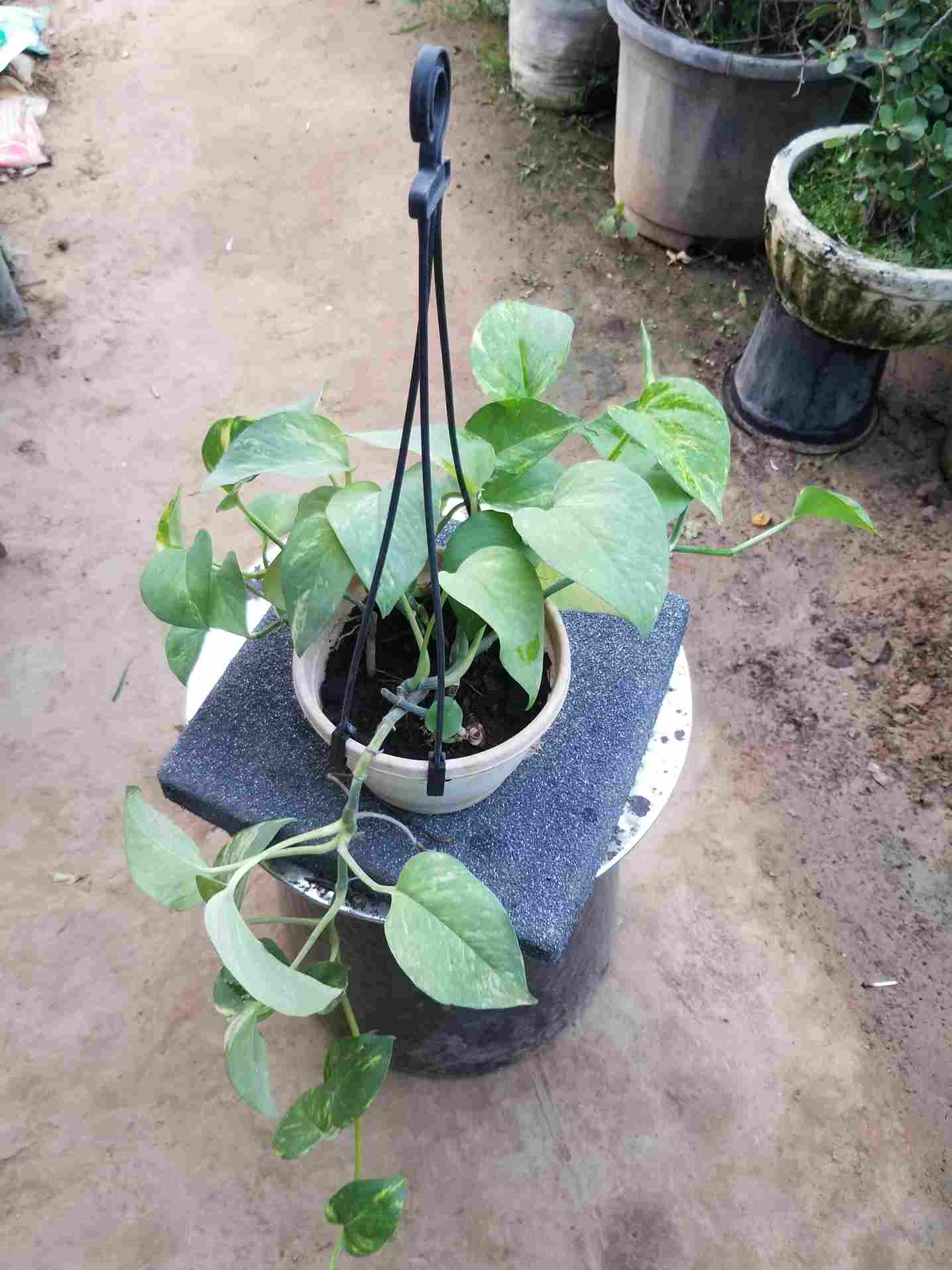 Money Plants