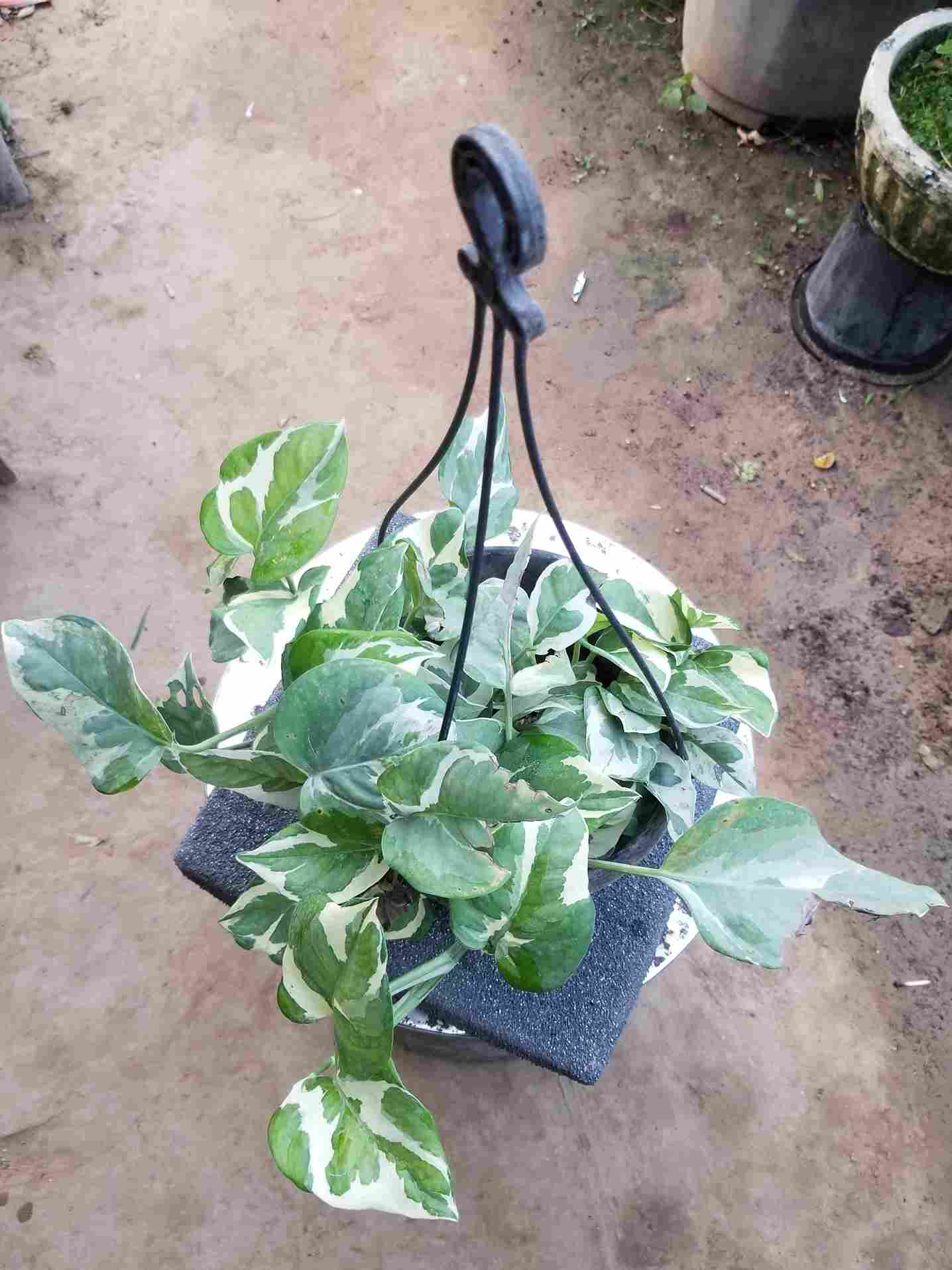 N' Joy Pothos / Money Plants