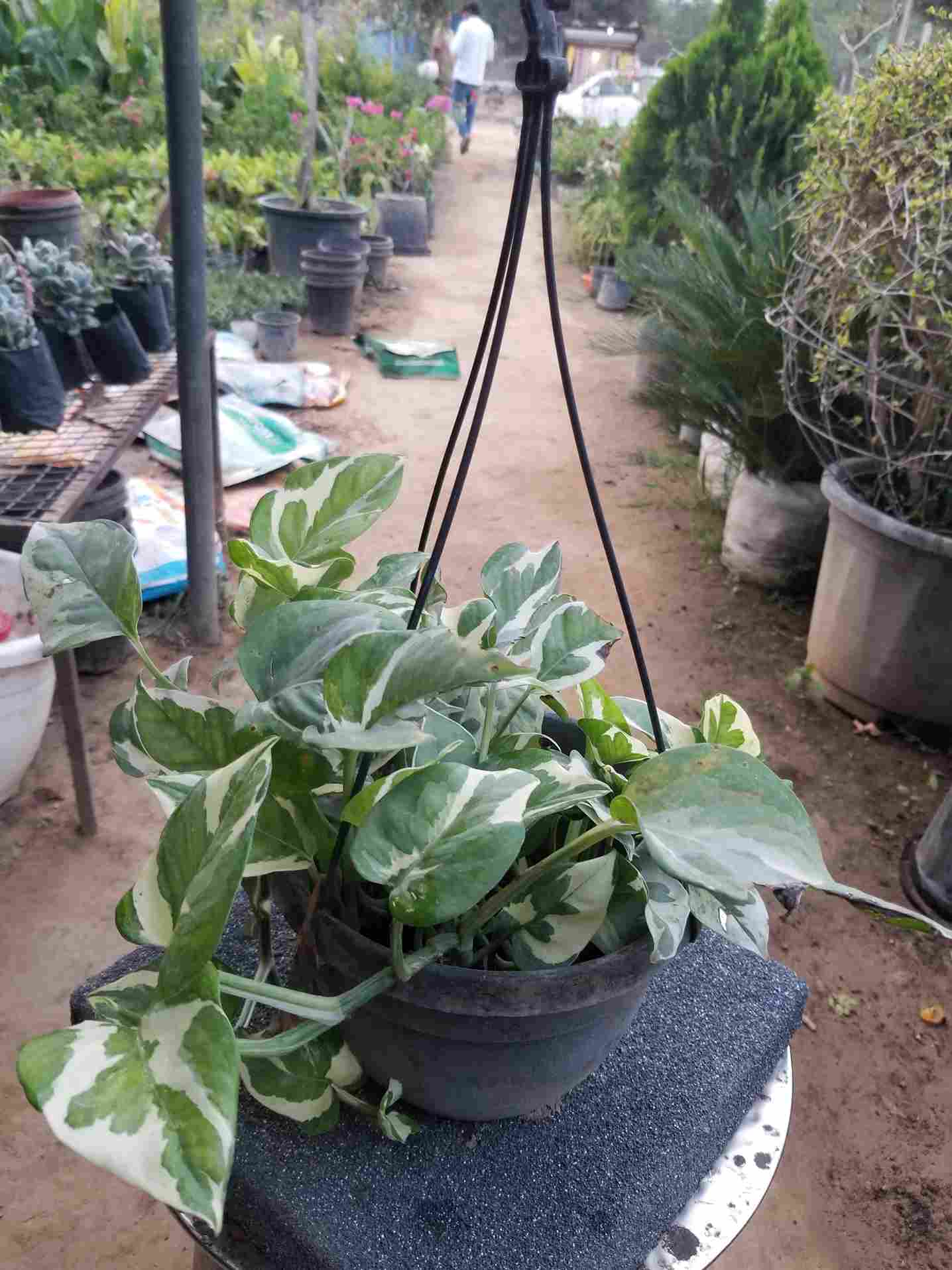 N' Joy Pothos / Money Plants