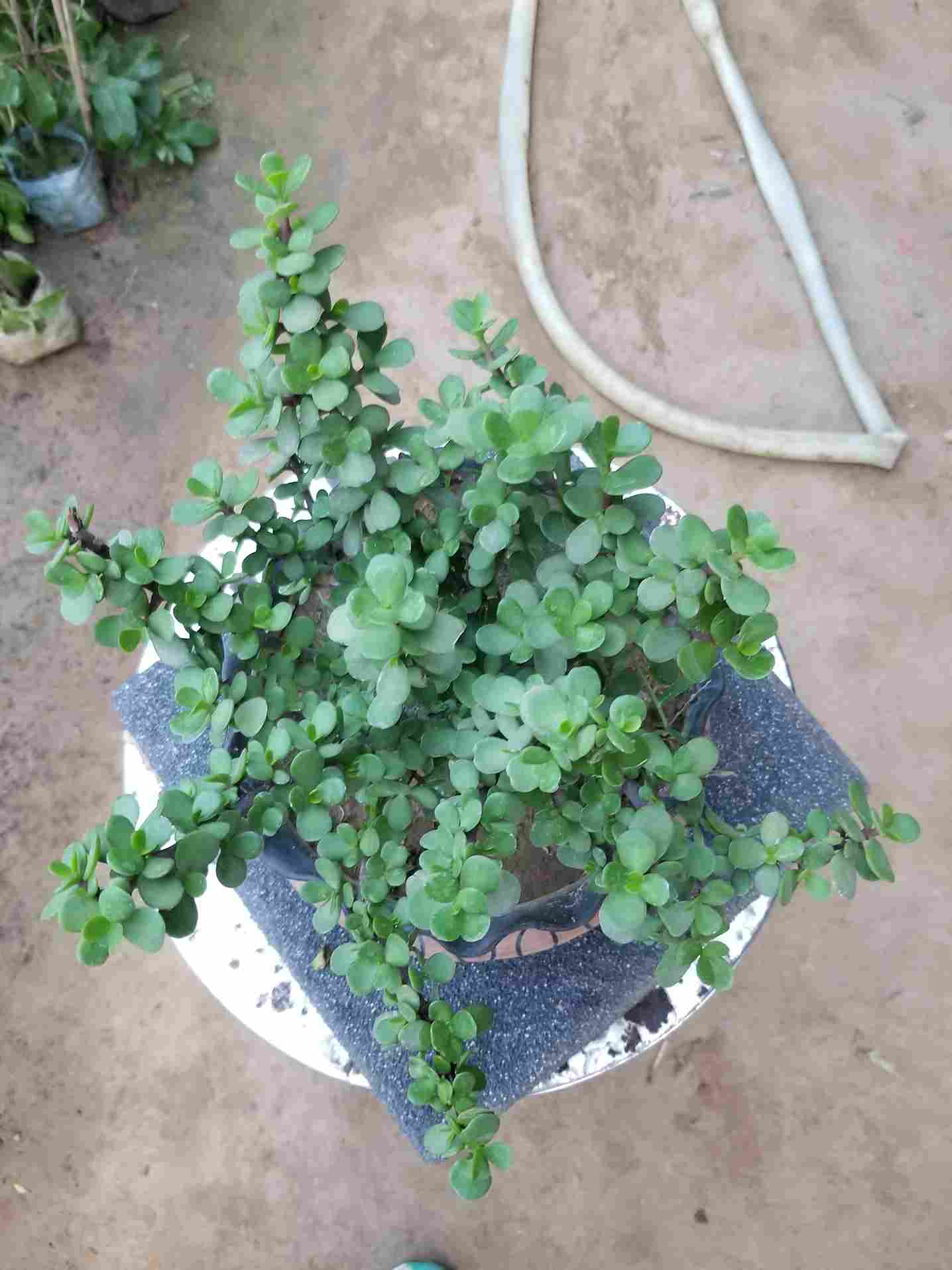 Jade Plant