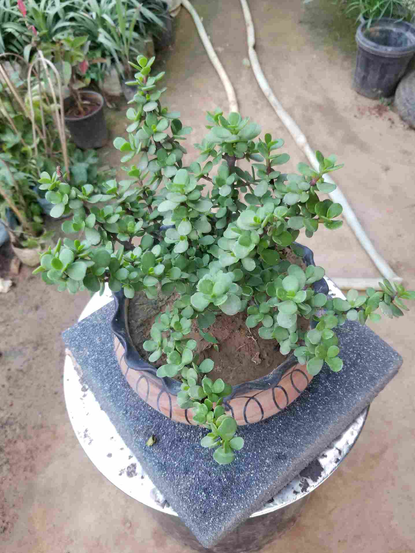 Jade Plant