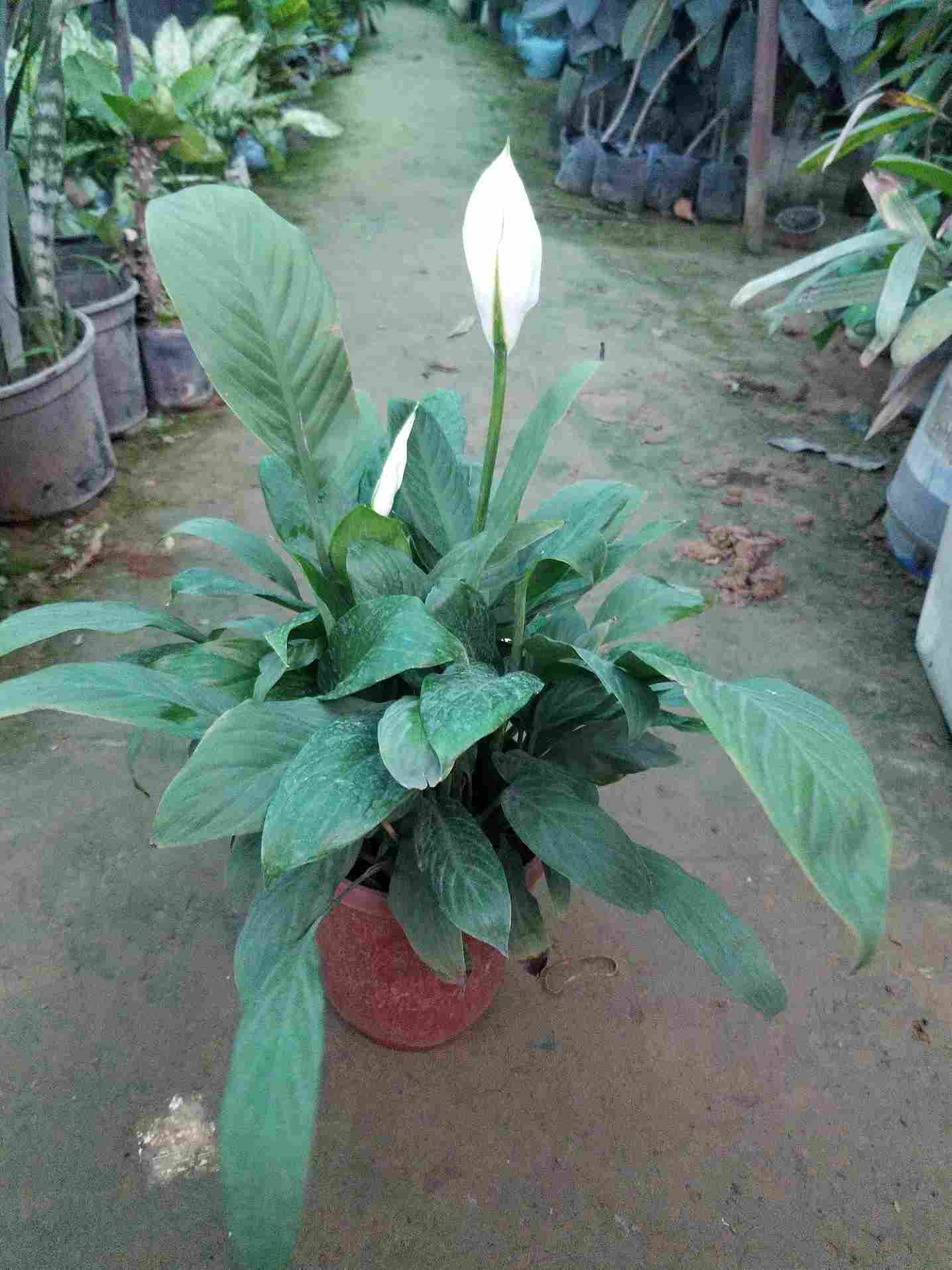 Peace Lilly