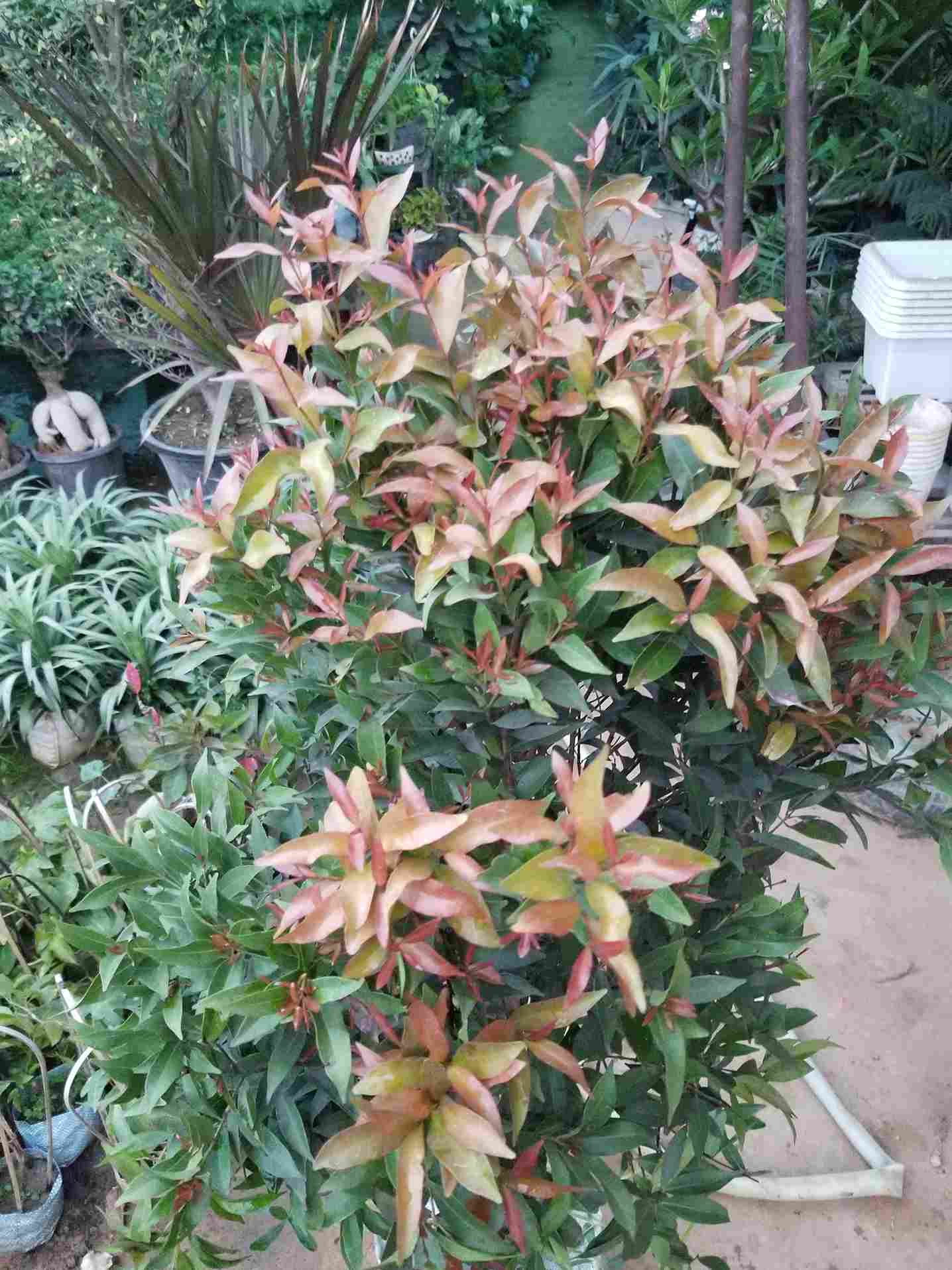 Syzygium Plant