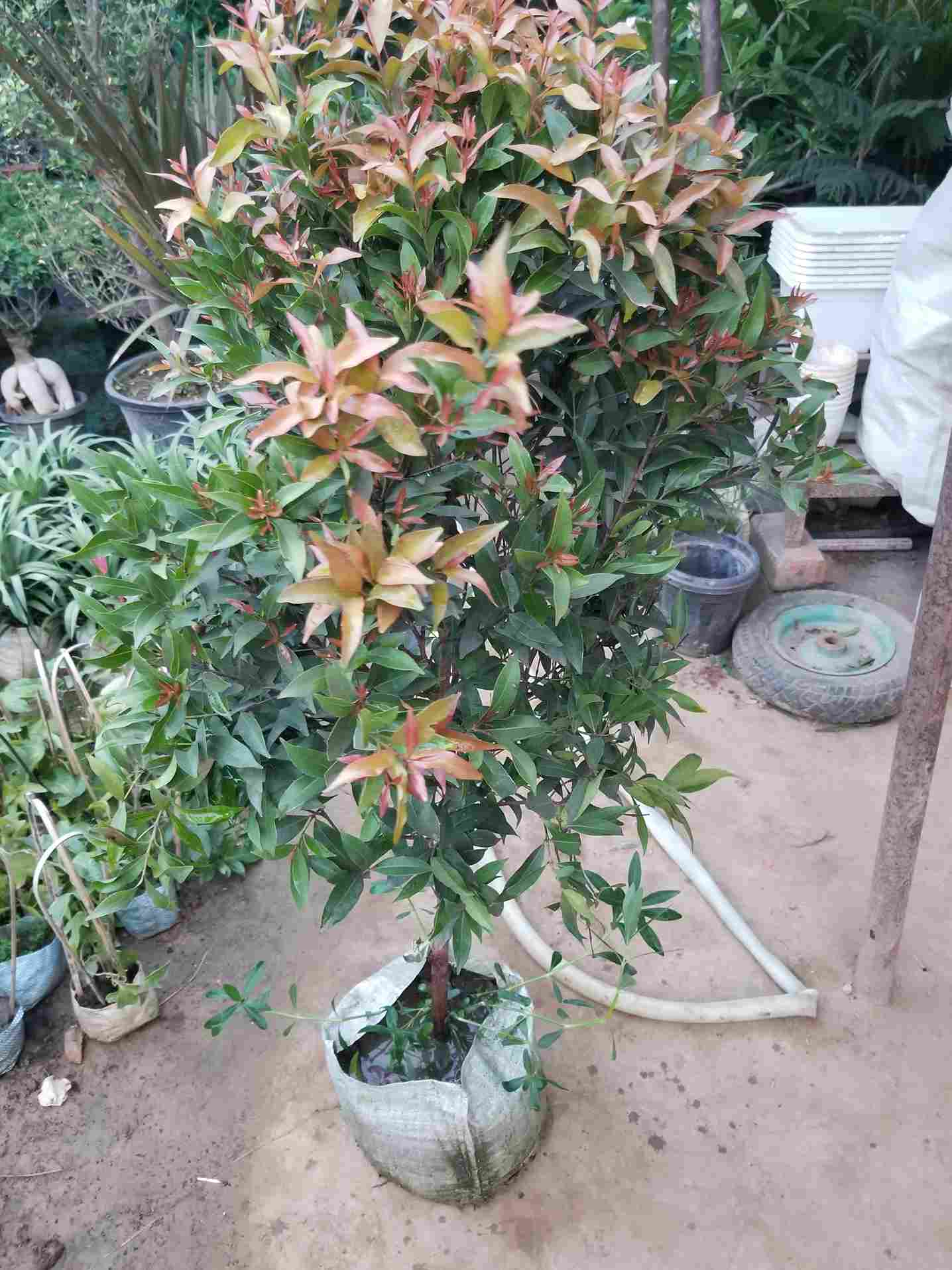 Syzygium Plant
