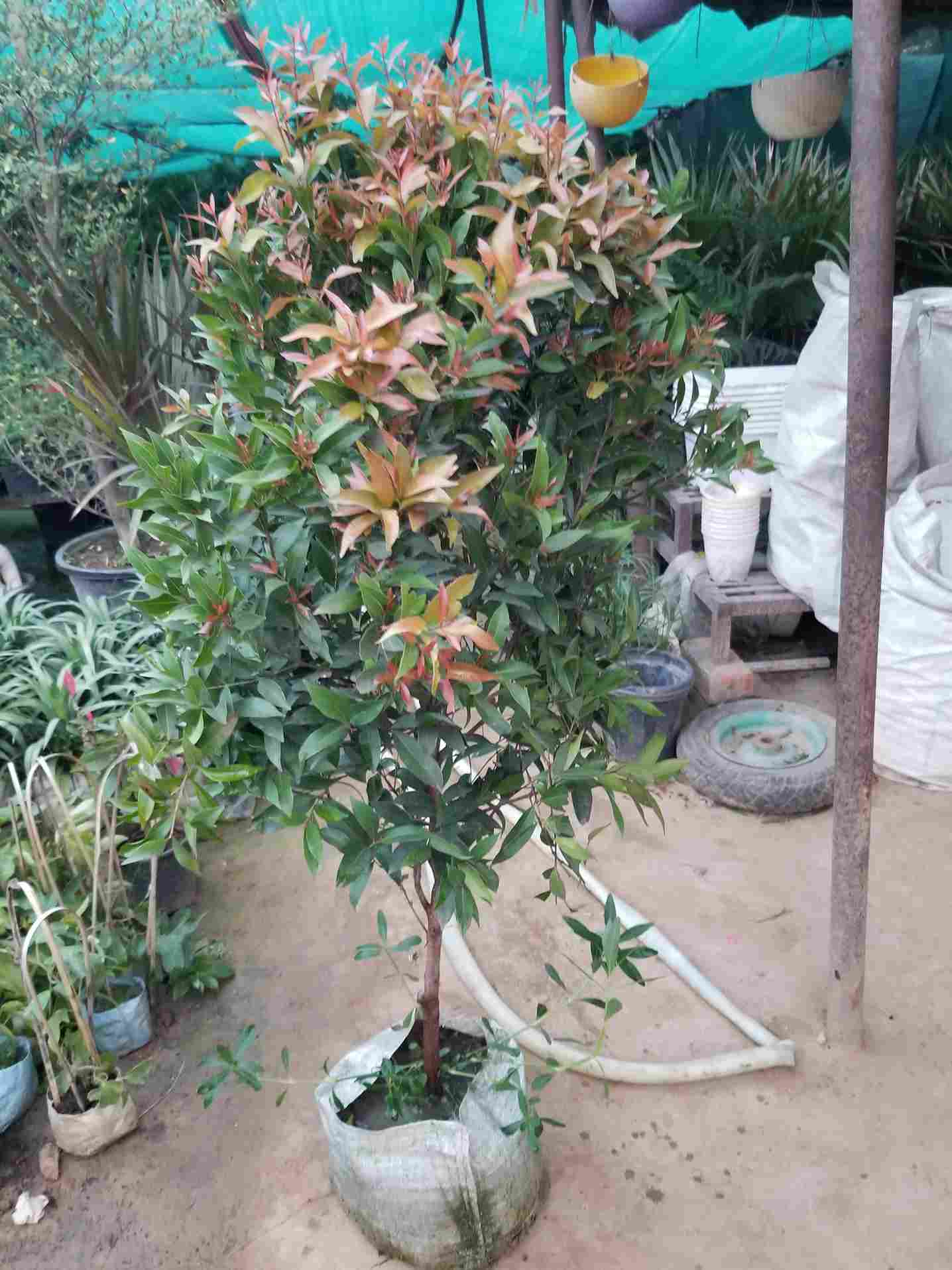 Syzygium Plant