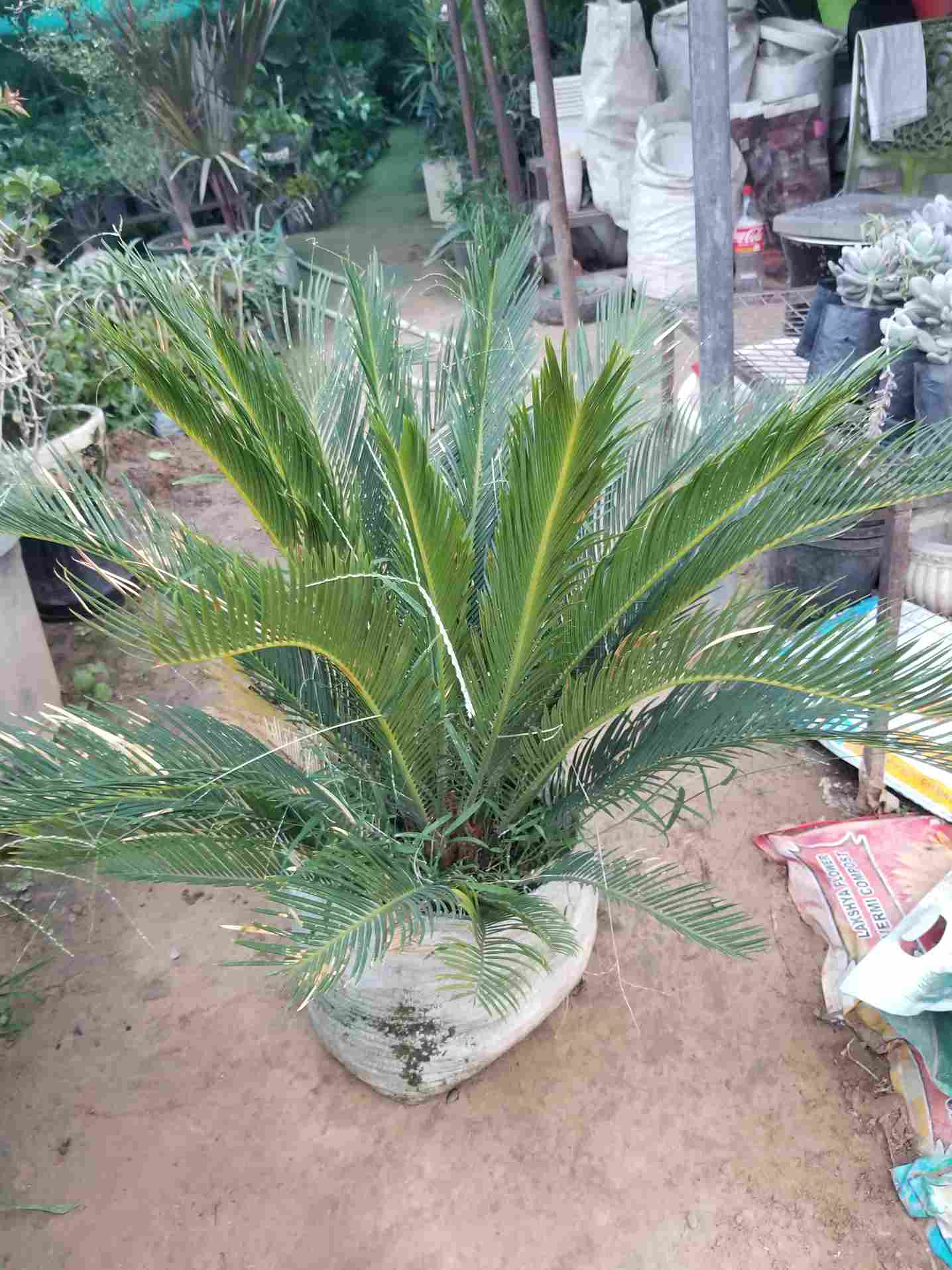 Cycus Revoluta Palm