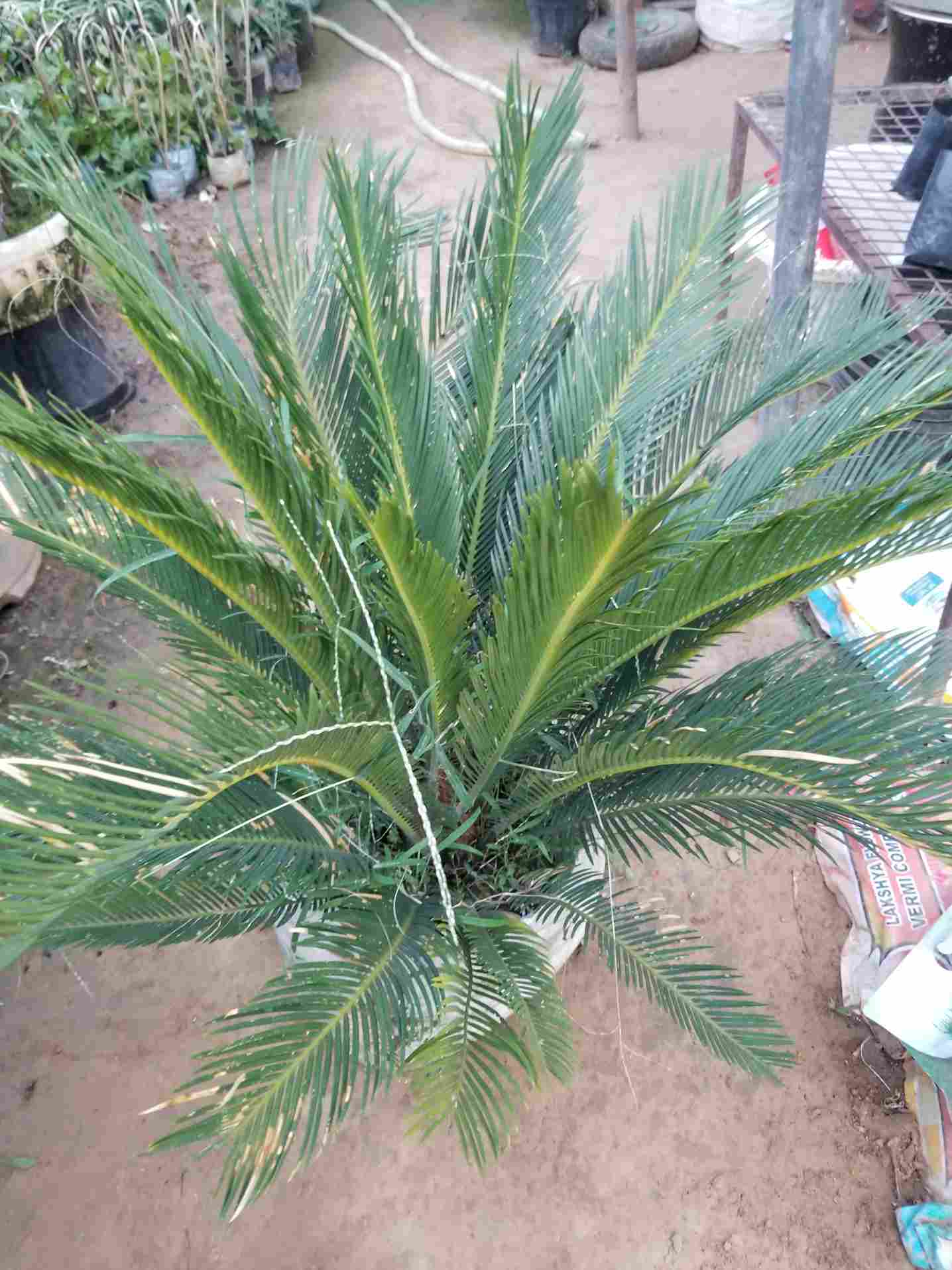 Cycus Revoluta Palm